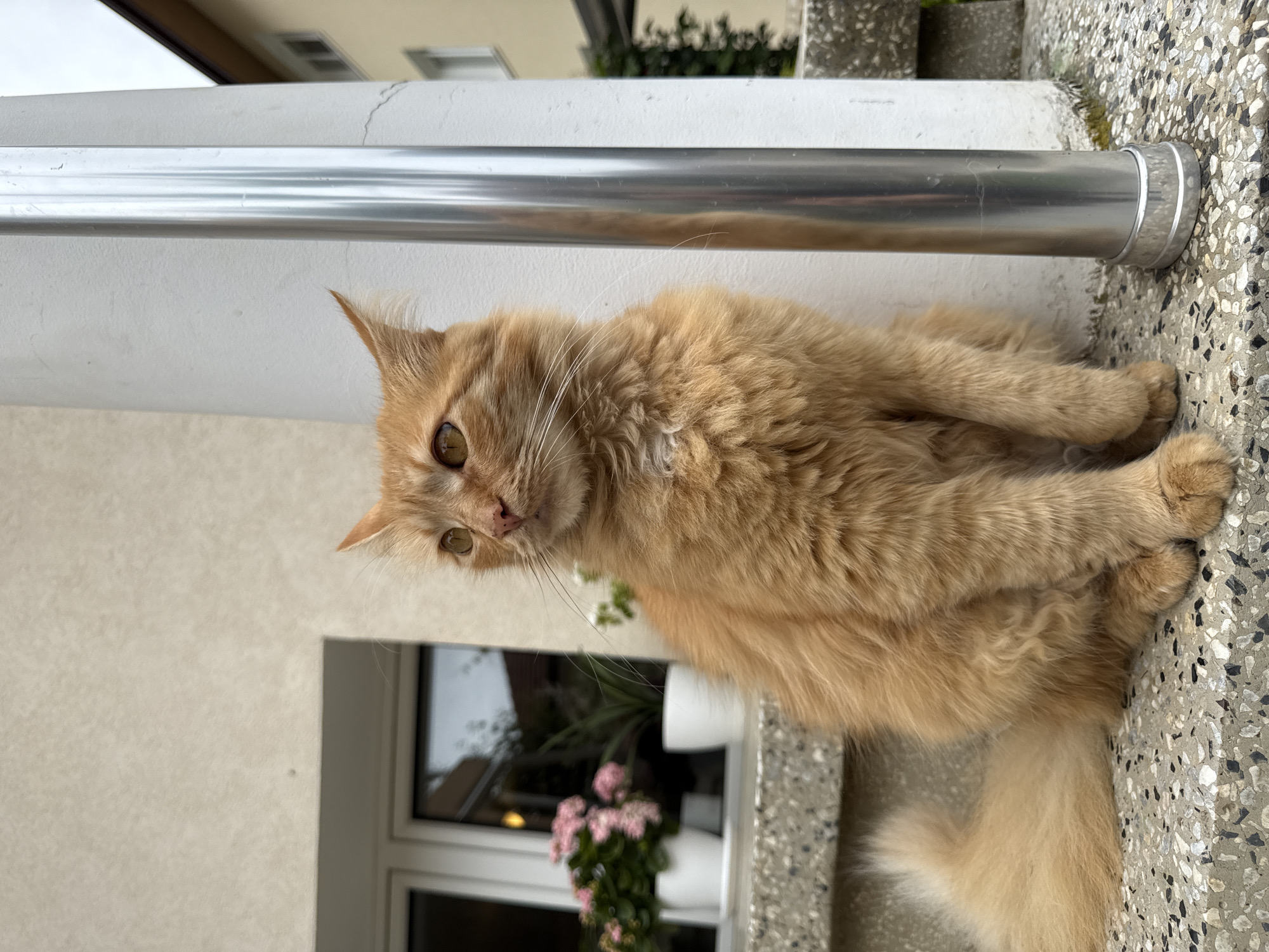 Afternoon pet moments captured in Berkovitsa, Bulgaria