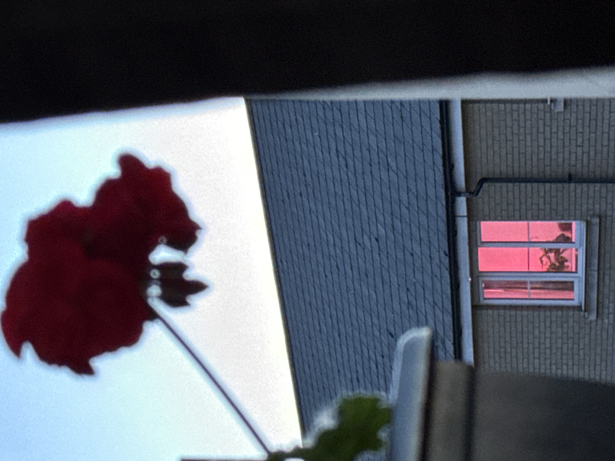 Blurred photo captures red geraniums against gray building in Great Yarmouth