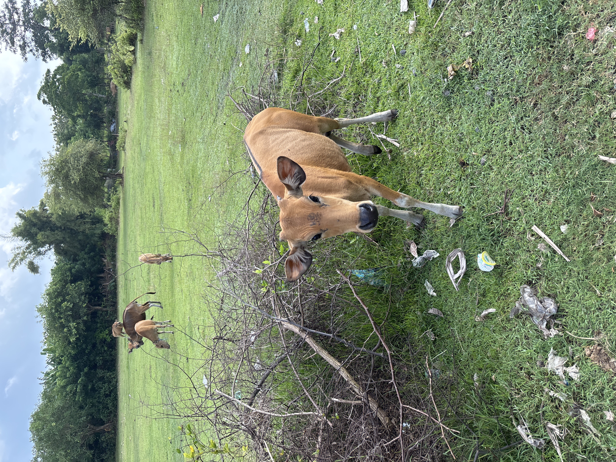Cow grazes roadside in Ungasan, Indonesia