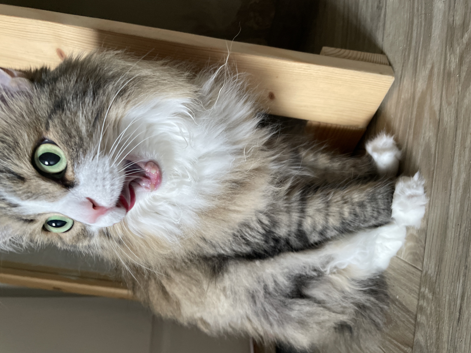 Rainy morning routine in Izhevsk apartment with cats and waffles