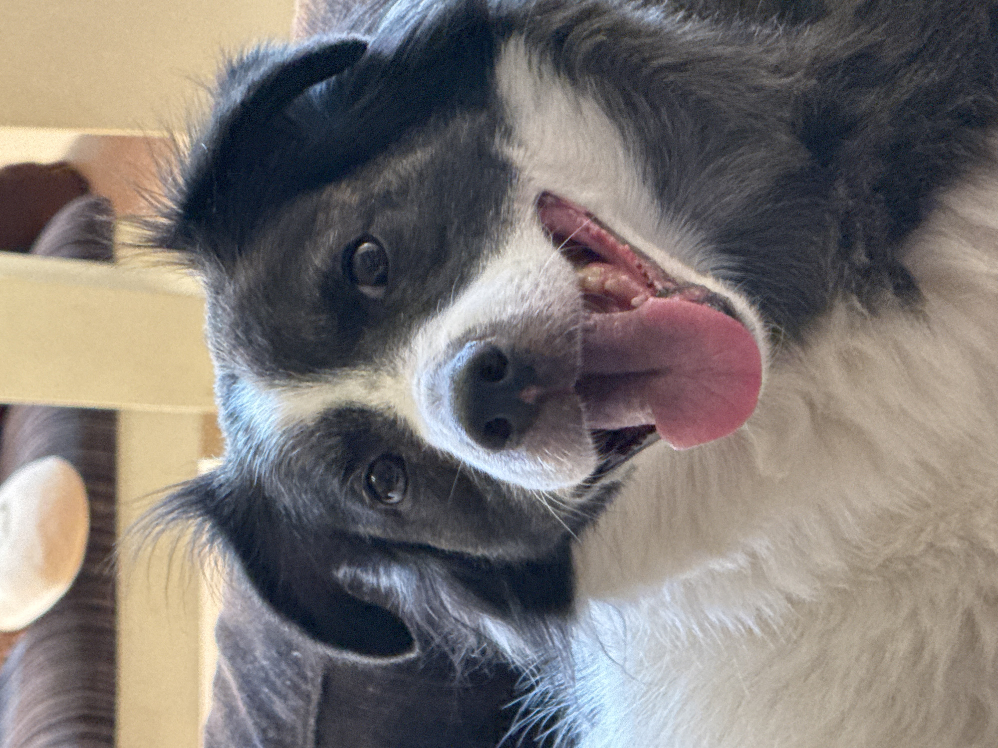 Black and white dog napping and lounging around a Vigo home