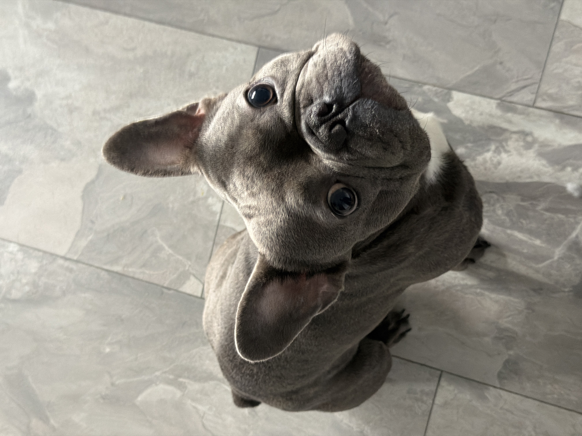 French Bulldog photographed in multiple poses in Ruse apartment