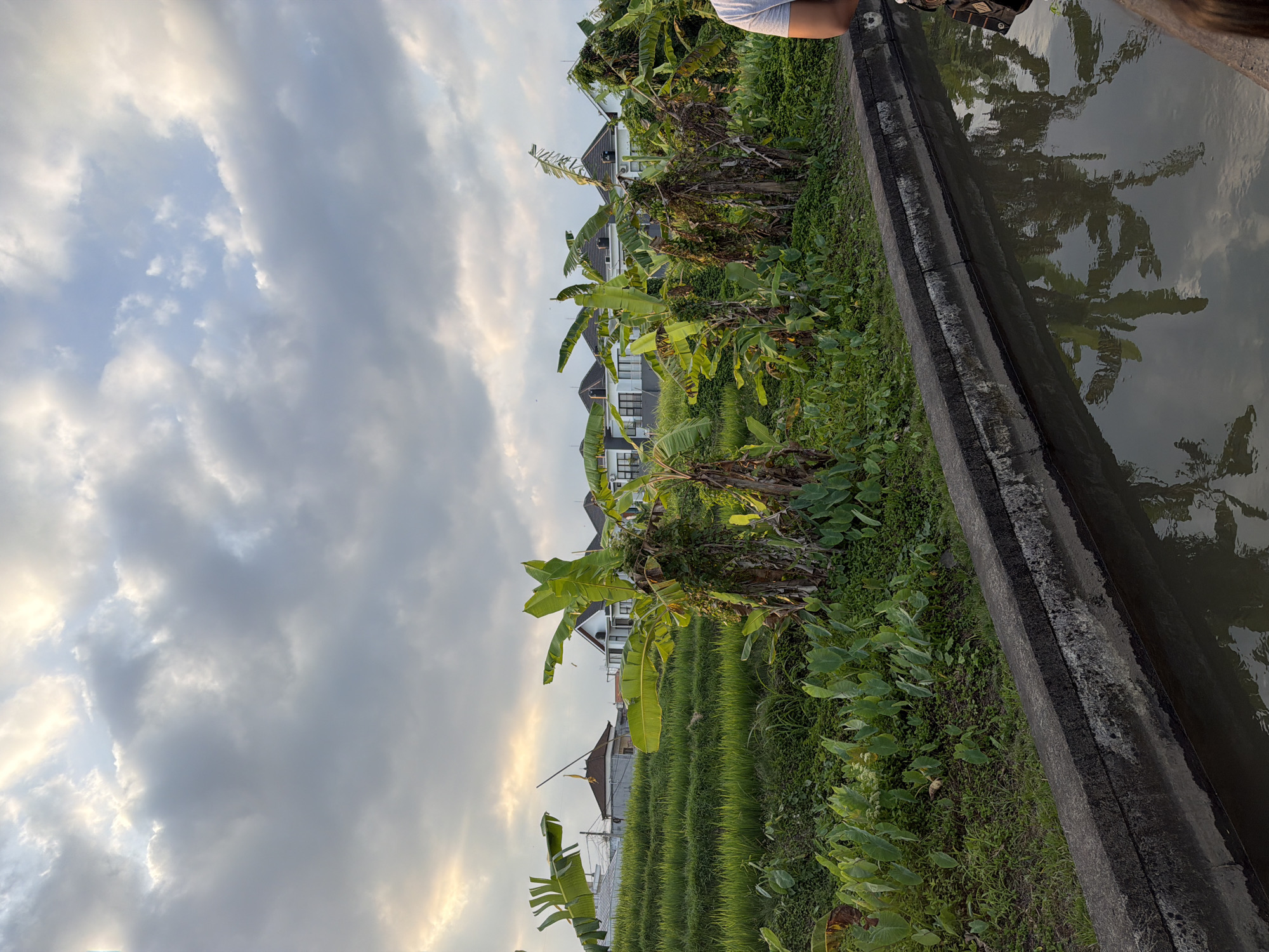 Rice paddies and canal paths on a cloudy Bali morning