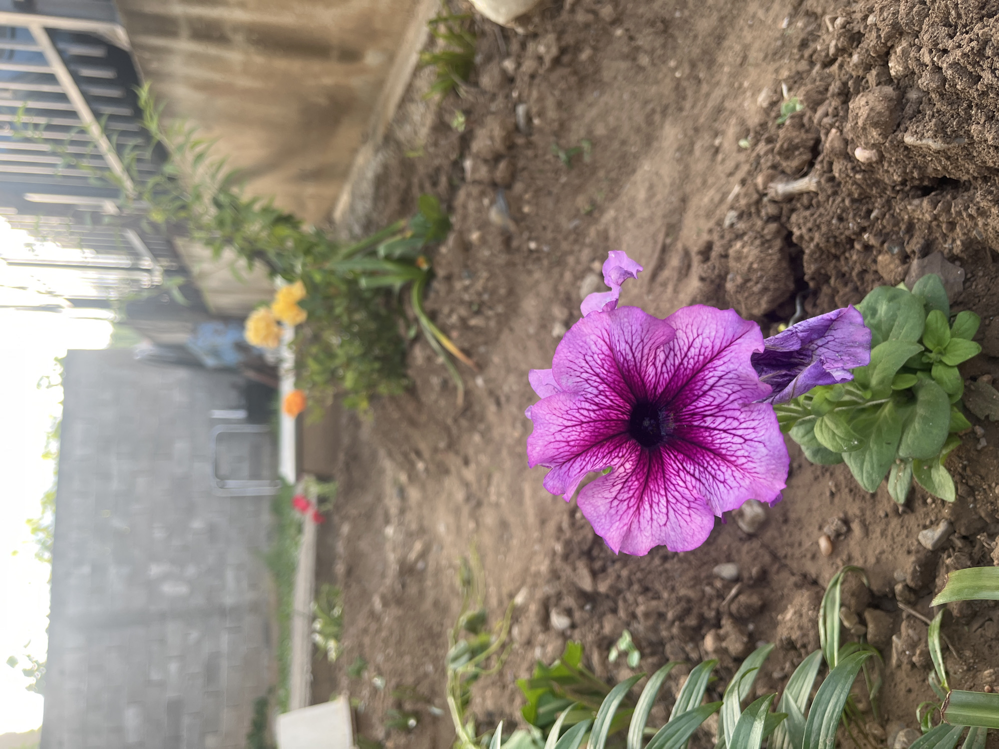 Spring Garden Tour and Drive Through Pokrovnik, Bulgaria