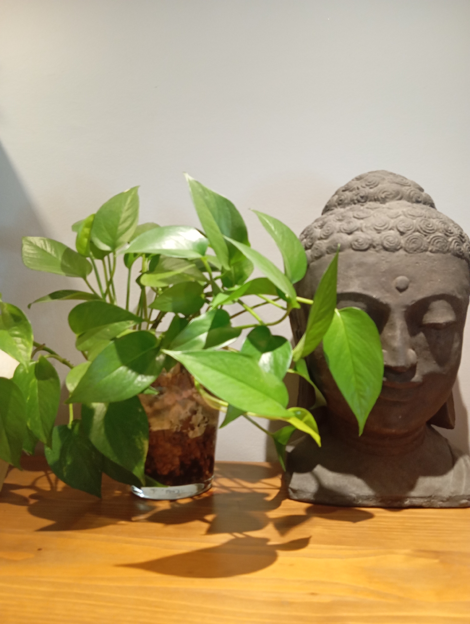 Indoor and outdoor plants documented across a Castelldefels garden space