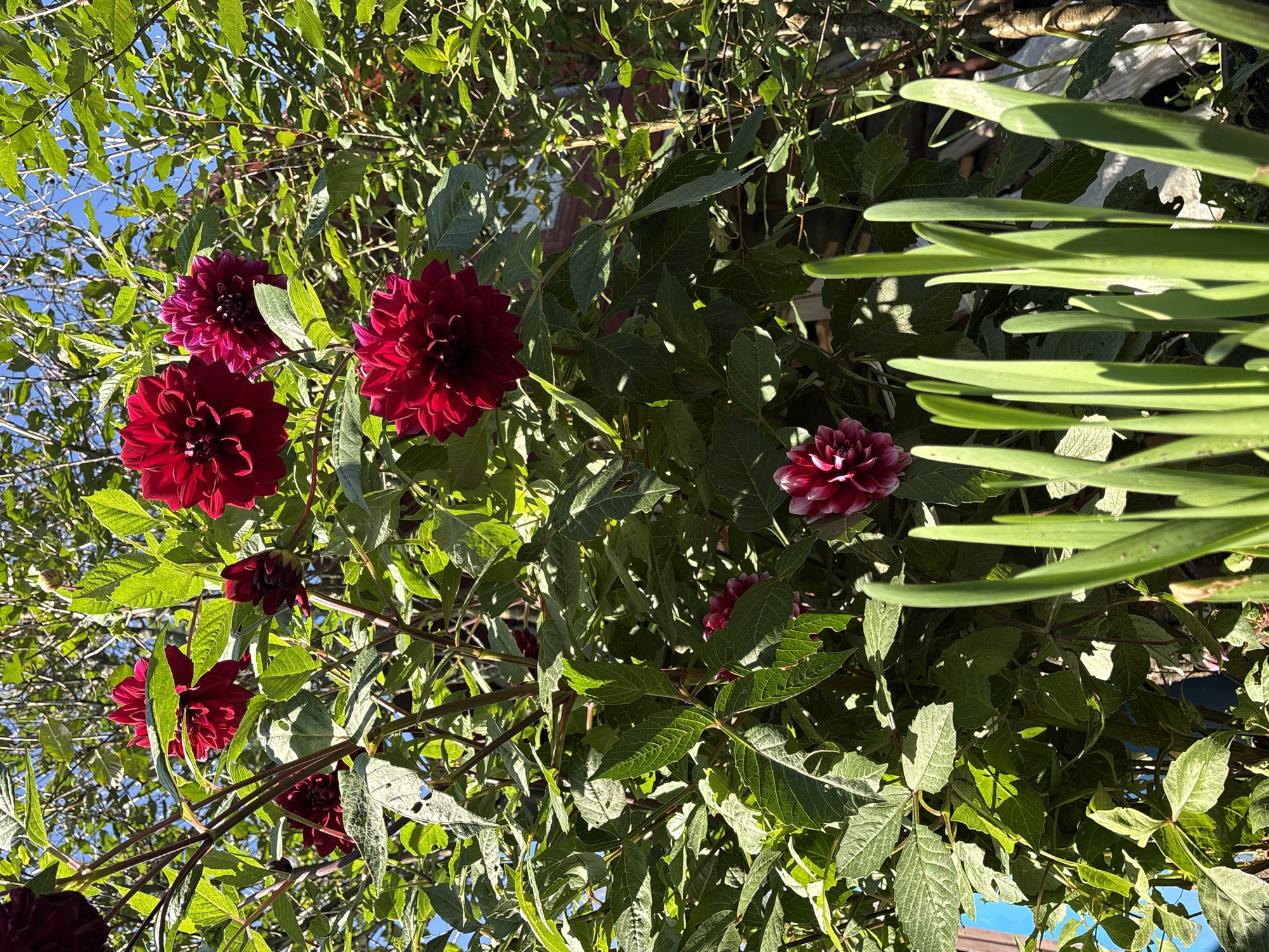 Summer garden blooms and a quiet village path in Overyata