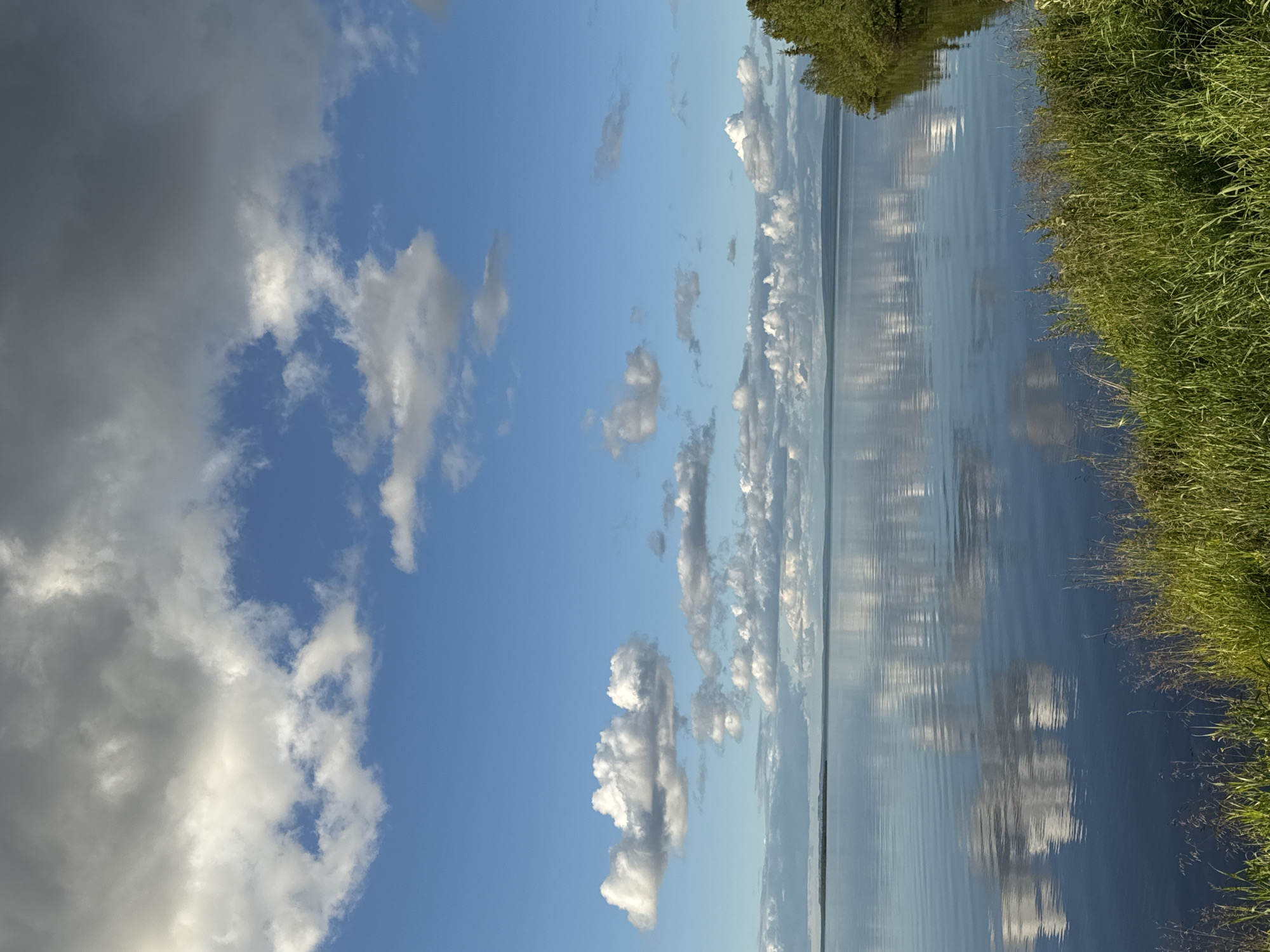 Lakeside afternoon: garden details, a grey cat, and quiet outdoor scenes