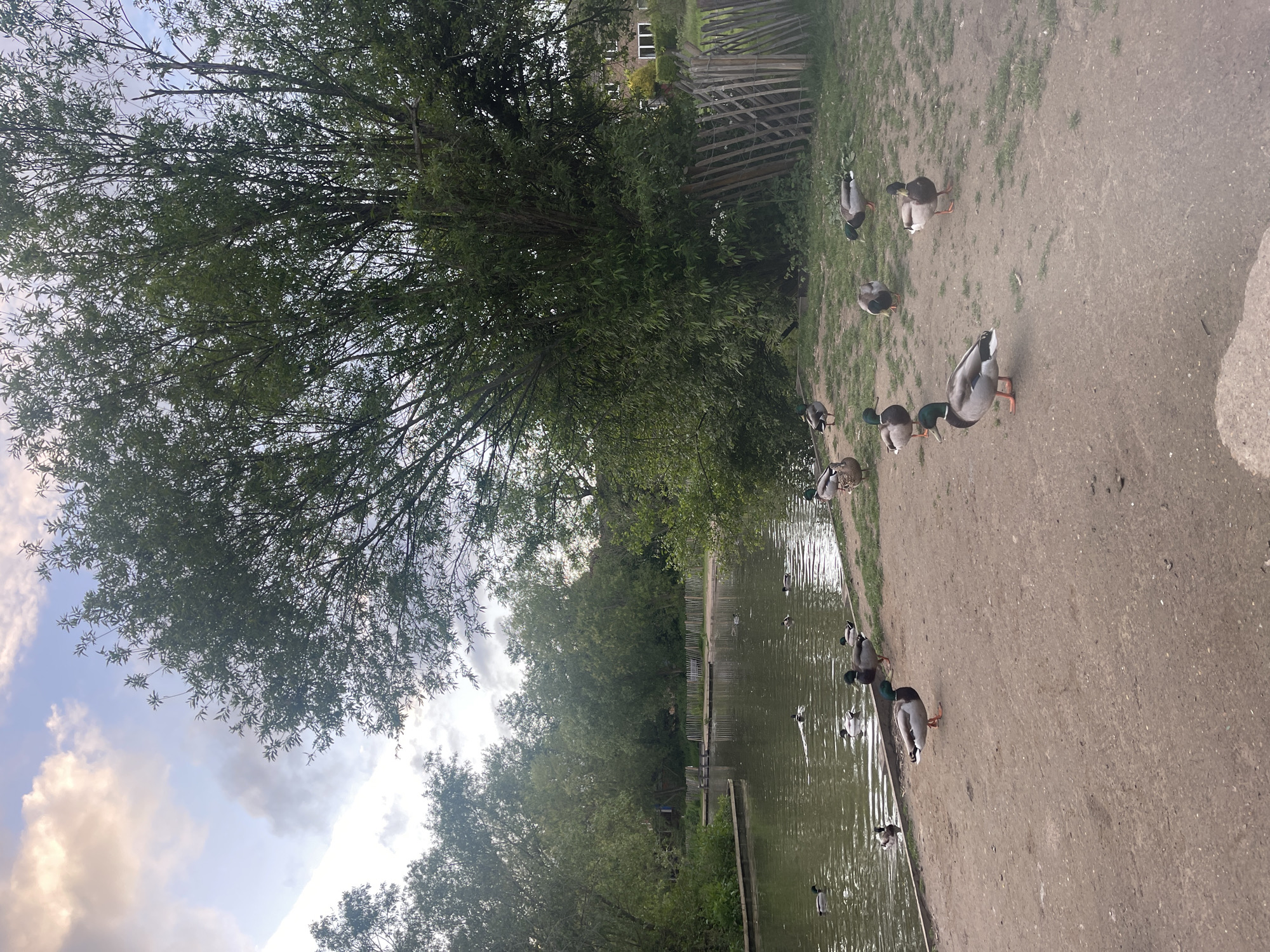 Ducks, swan, goose gather at Maidstone pond during evening