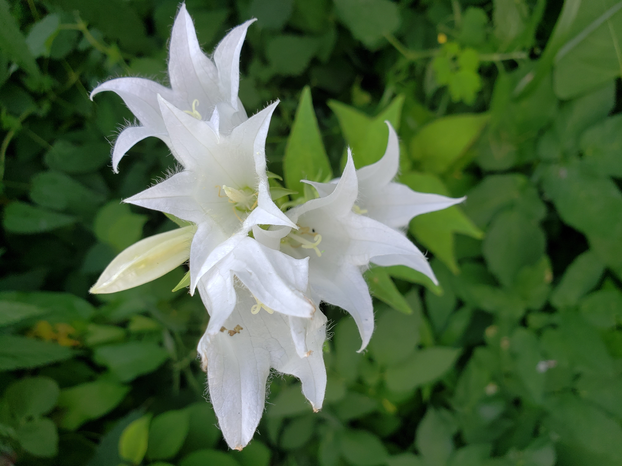 Summer garden in Nizhny Novgorod, flower by flower