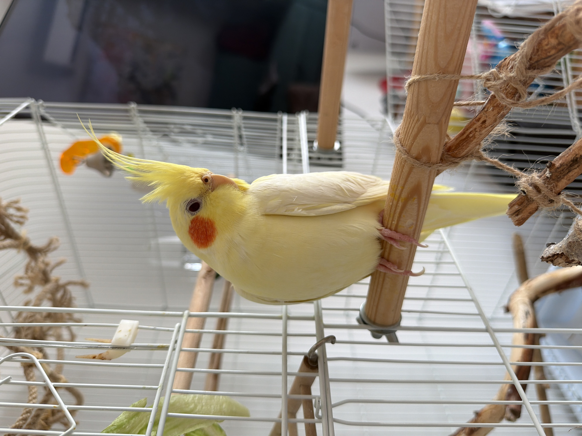Cockatiel at home and a stenciled '110' in Krasnoyarsk