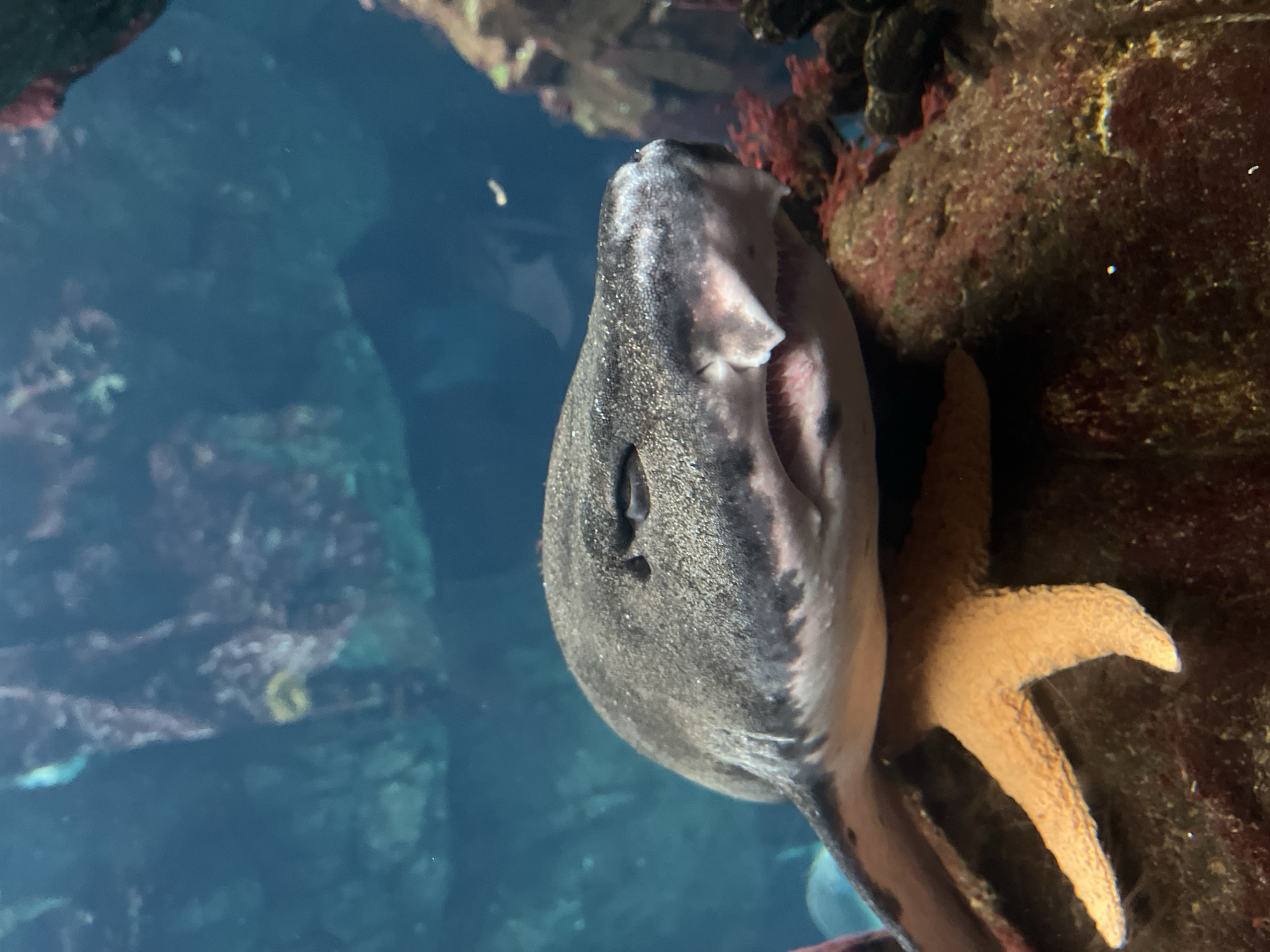 Visitor documents sharks and marine life at Lisbon aquarium
