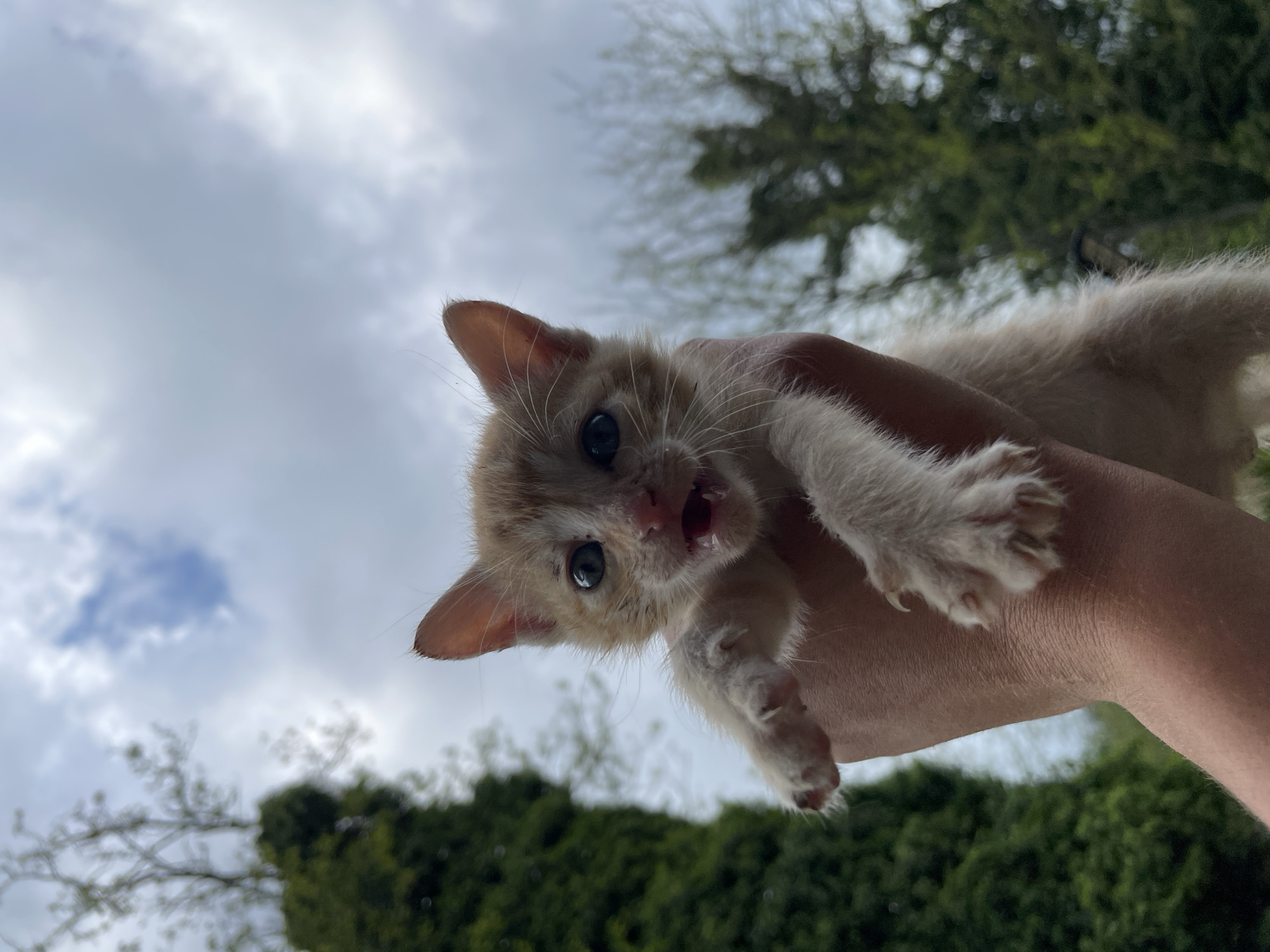 Zlatograd resident documents hour of domestic life with pets