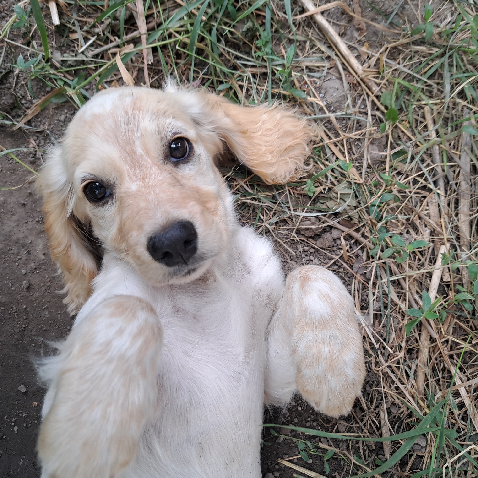Lazy summer morning in a Kazakh backyard with a puppy and garden