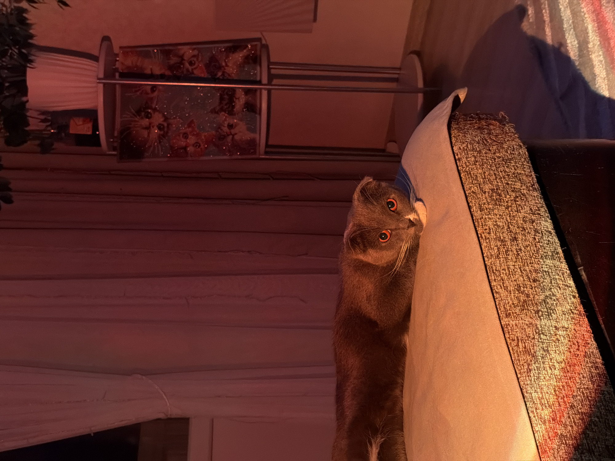 Cat photographed in multiple indoor scenes in Chaikovsky, Russia