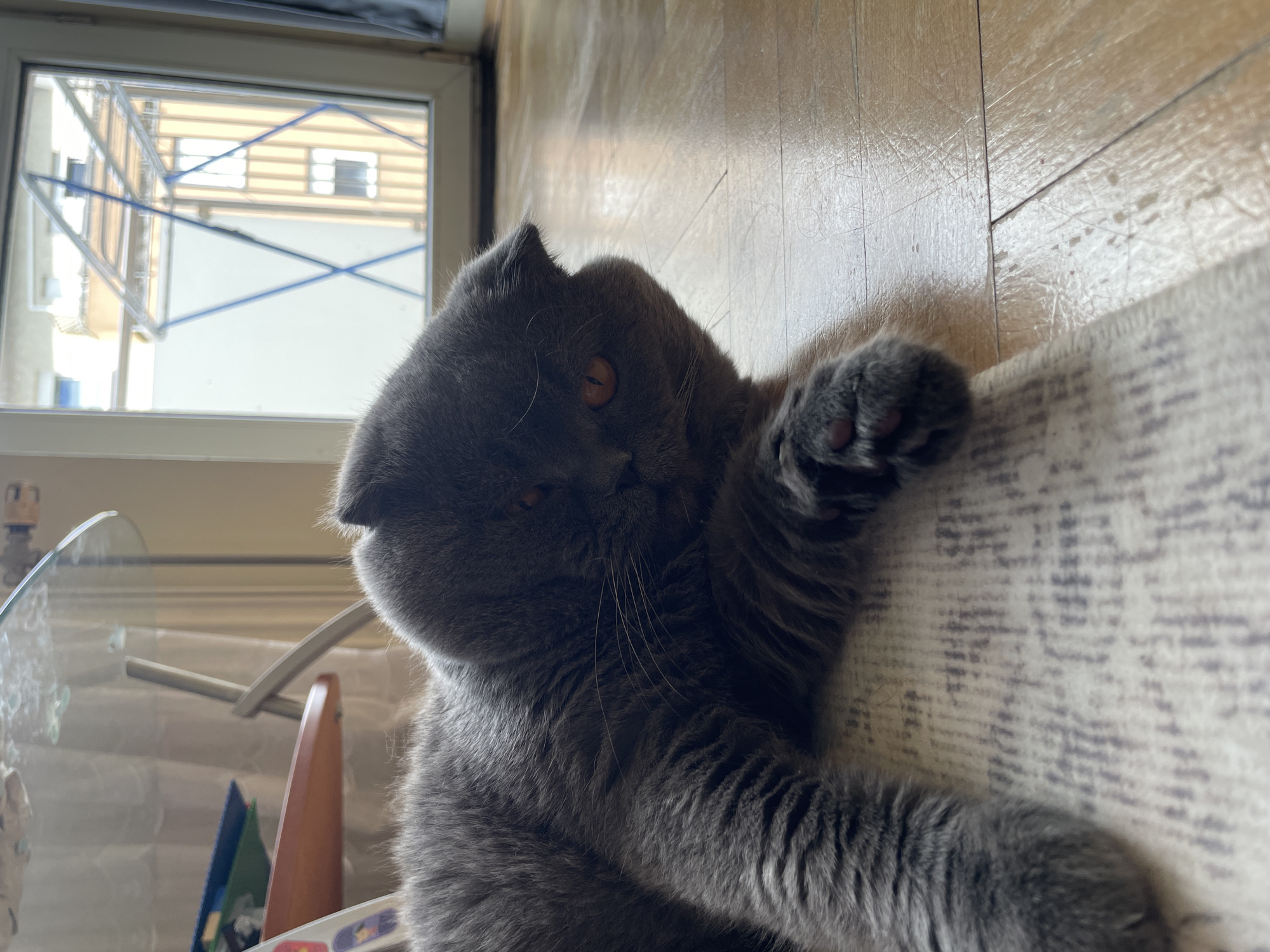 Cat and clouds: domestic moments amid changing skies