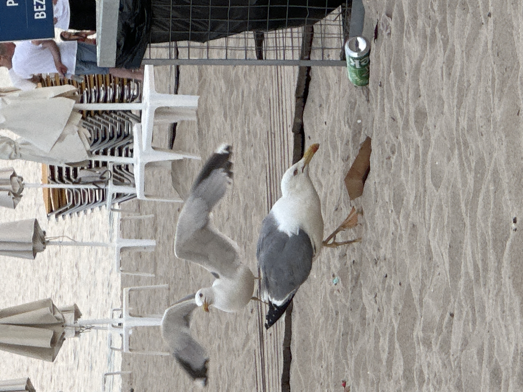 Afternoon on Varna's Black Sea beach: seagulls, mussels, and coastal strolls
