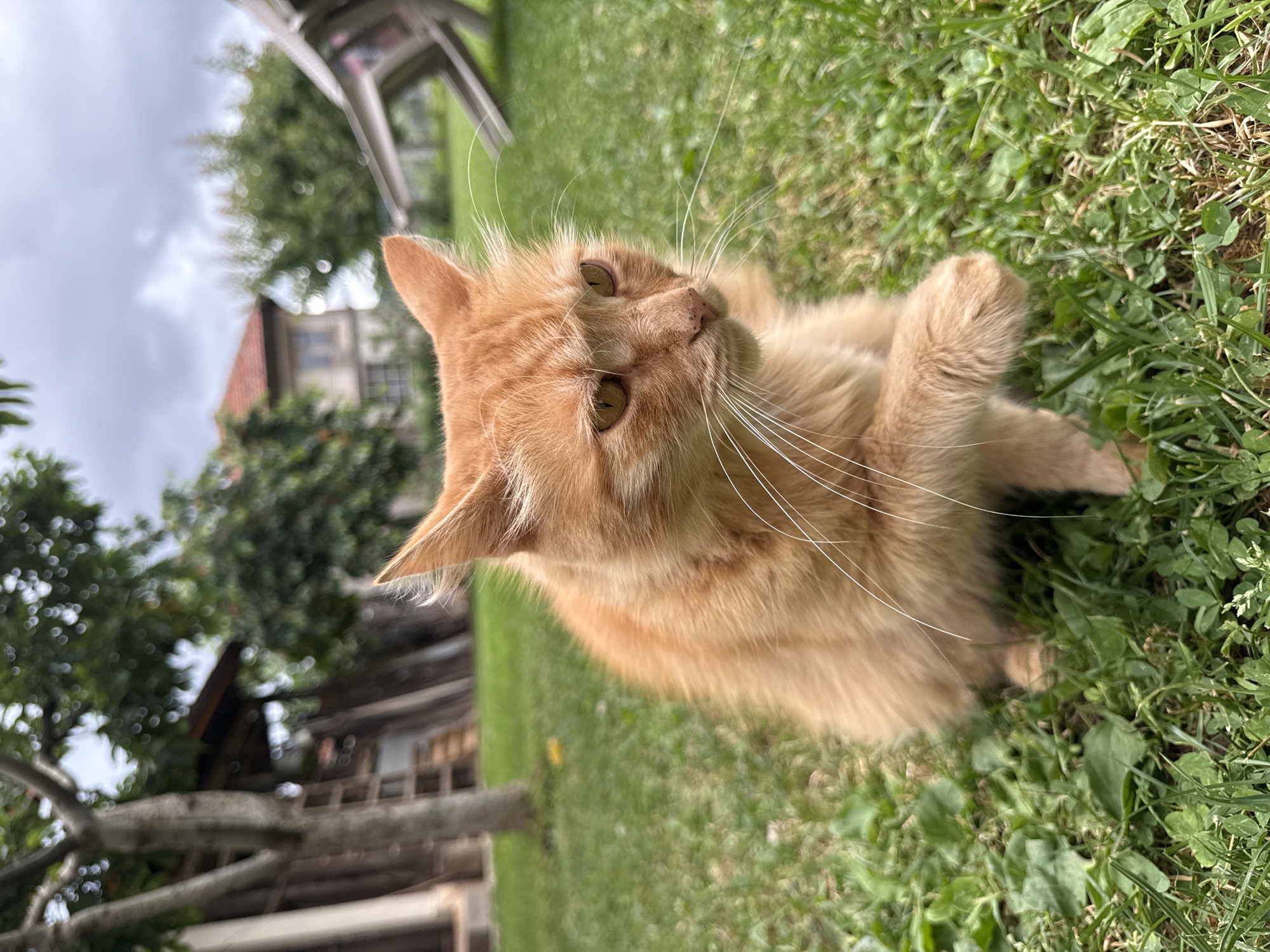 Orange cat photographed roaming gardens and streets in Berkovitsa, Bulgaria