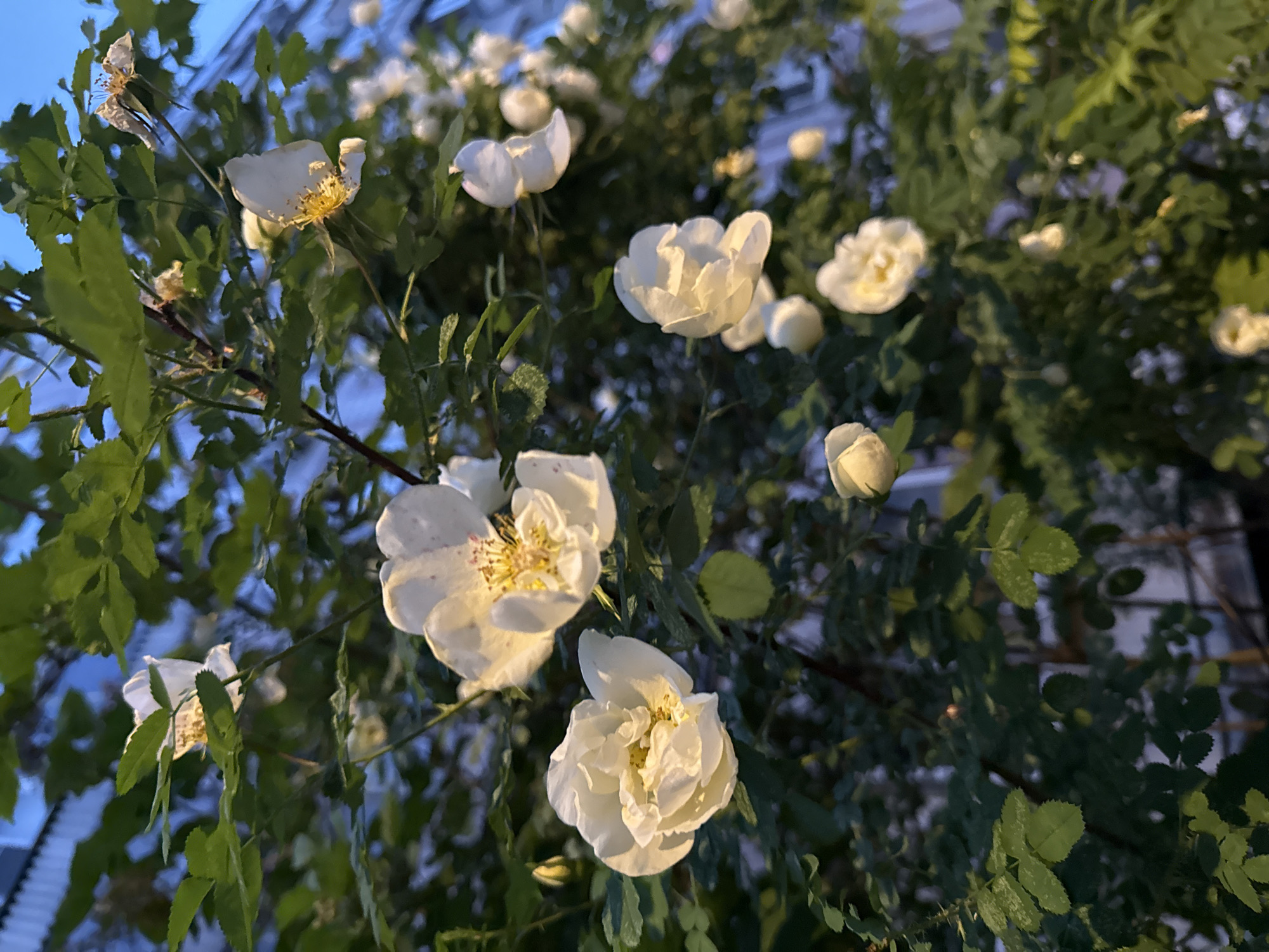 Evening stroll through urban neighborhood captures blooming flowers, twilight streets