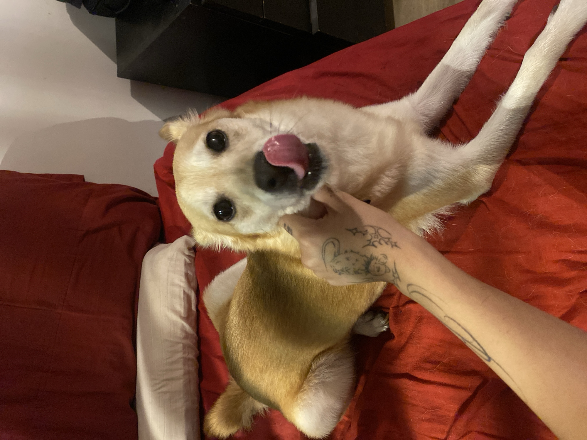 Buenos Aires concert performance and pet moment captured