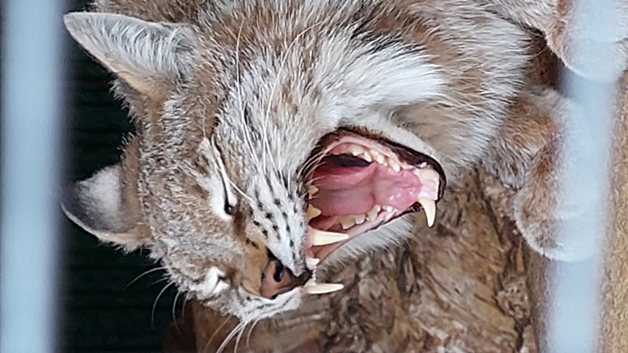 Wildlife sanctuary visit in Yelizovo captures diverse animals