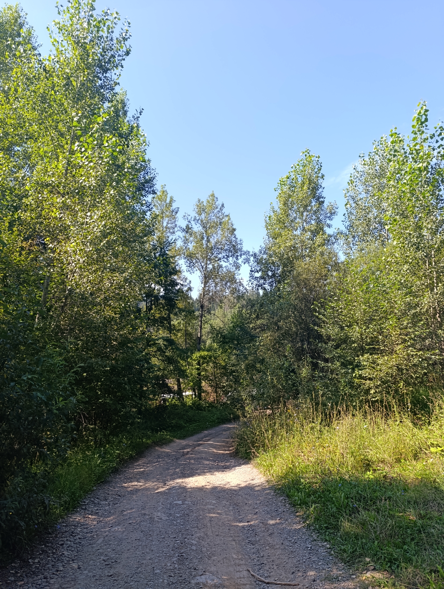Trail to Pink Rocks through forested hills and wildflower meadows