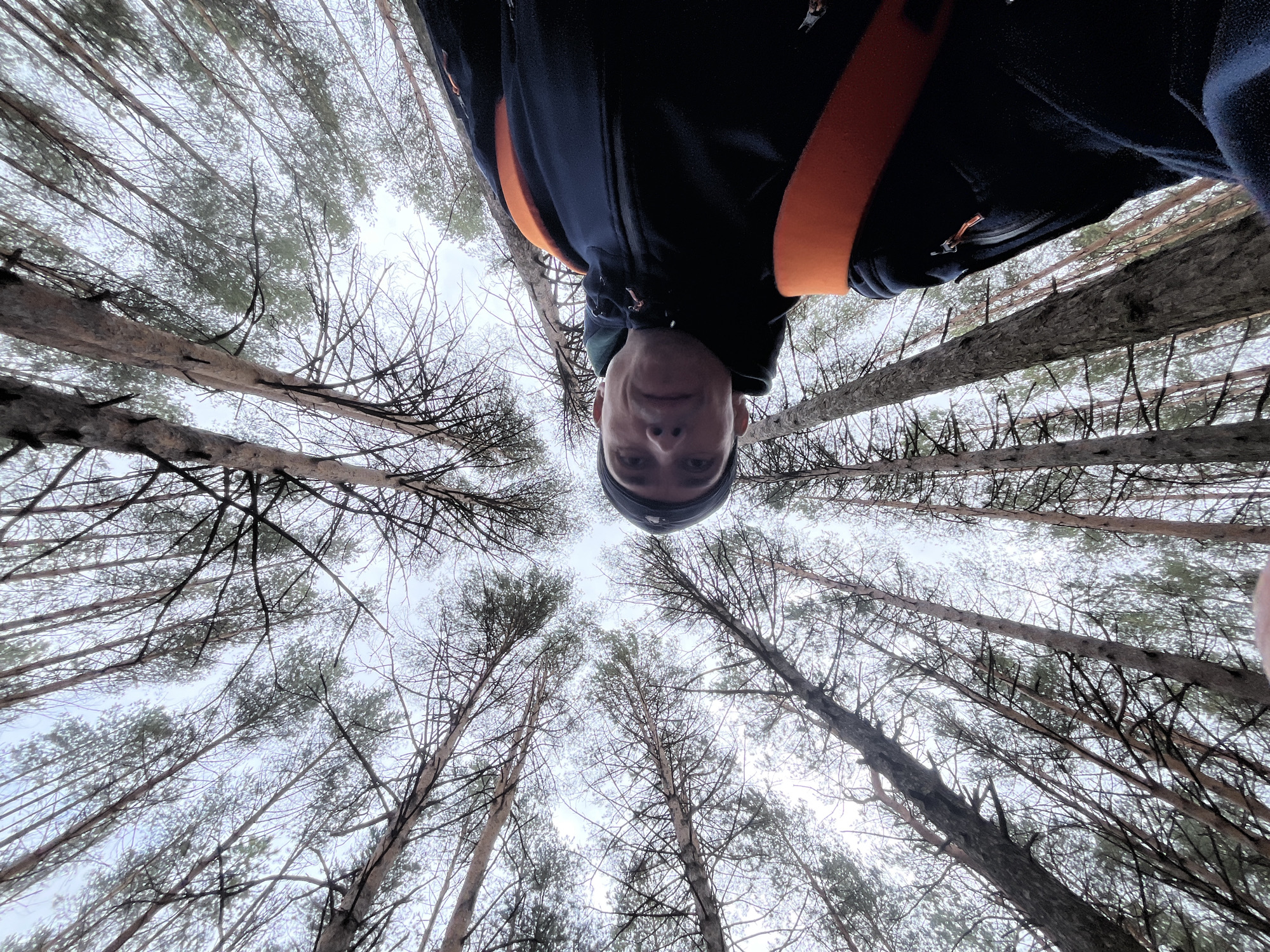 Morning forest walk documented in Chaikovsky pine woods