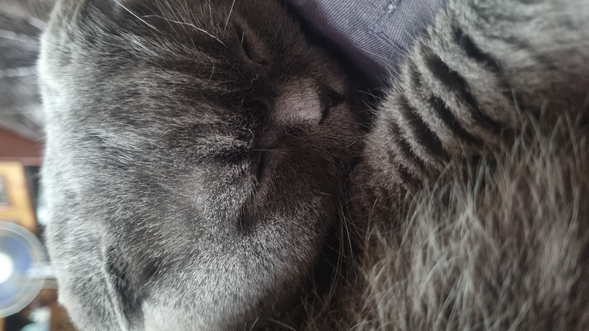 Scottish Fold cat sleeps on a plaid blanket in Vysokoe