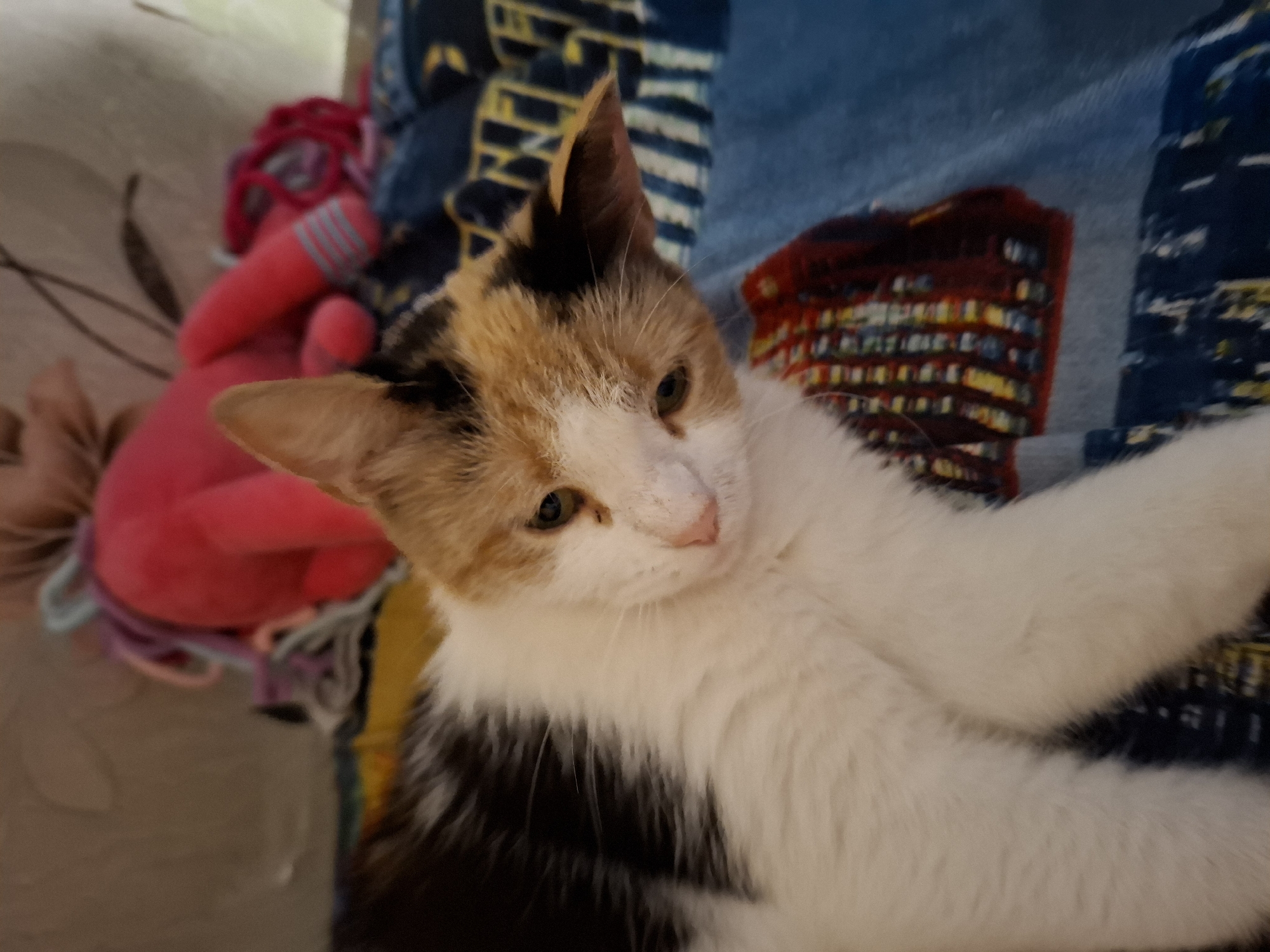 Friday morning mix: flowers, a cat, and everyday errands