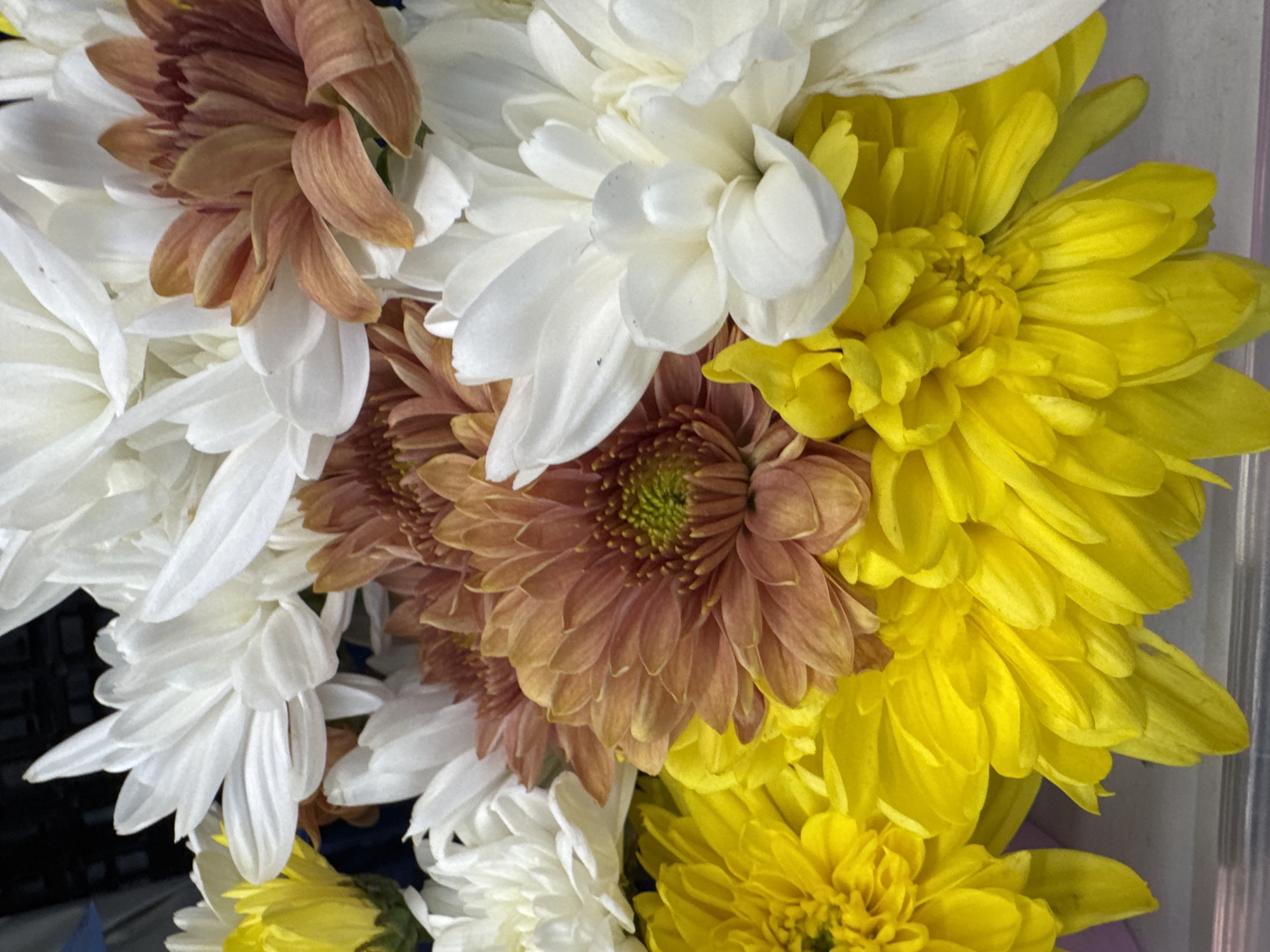 Supermarket sweep at Makro Wichit: produce, seafood, and flowers
