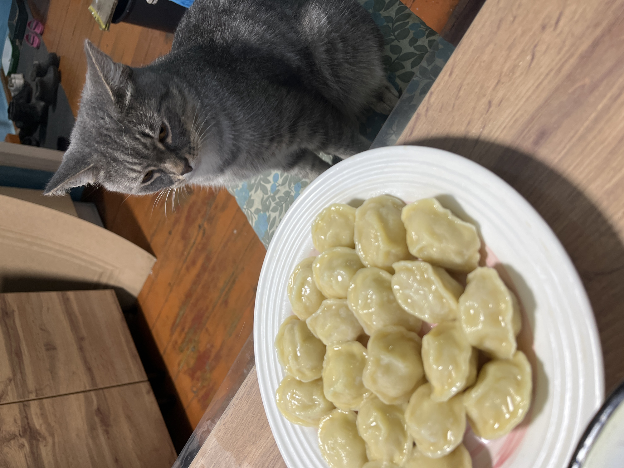 Cats, dogs, and strawberries: a lazy afternoon in Nizhny Tagil