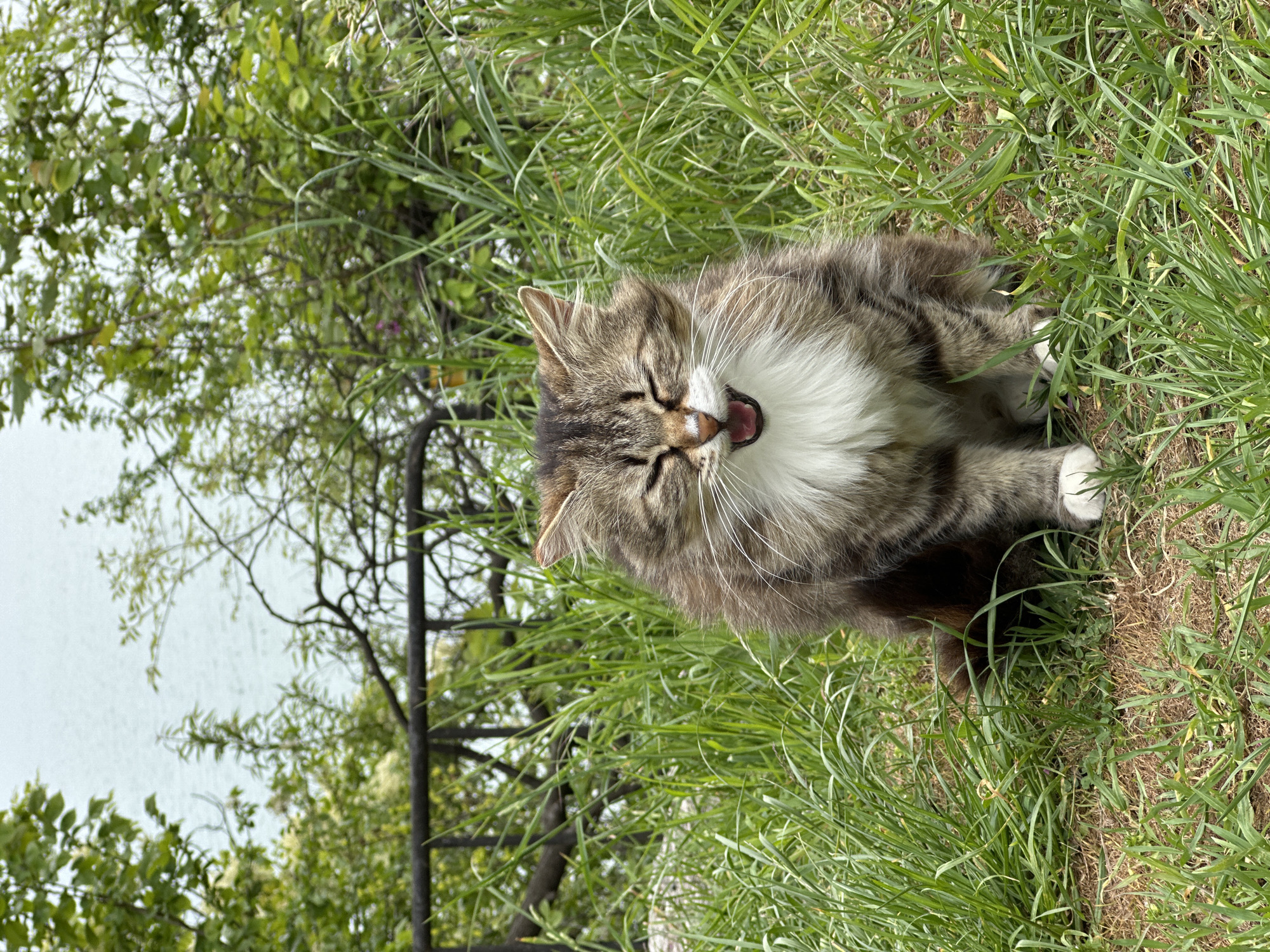 Tabby cat spotted in grassy area in Varna
