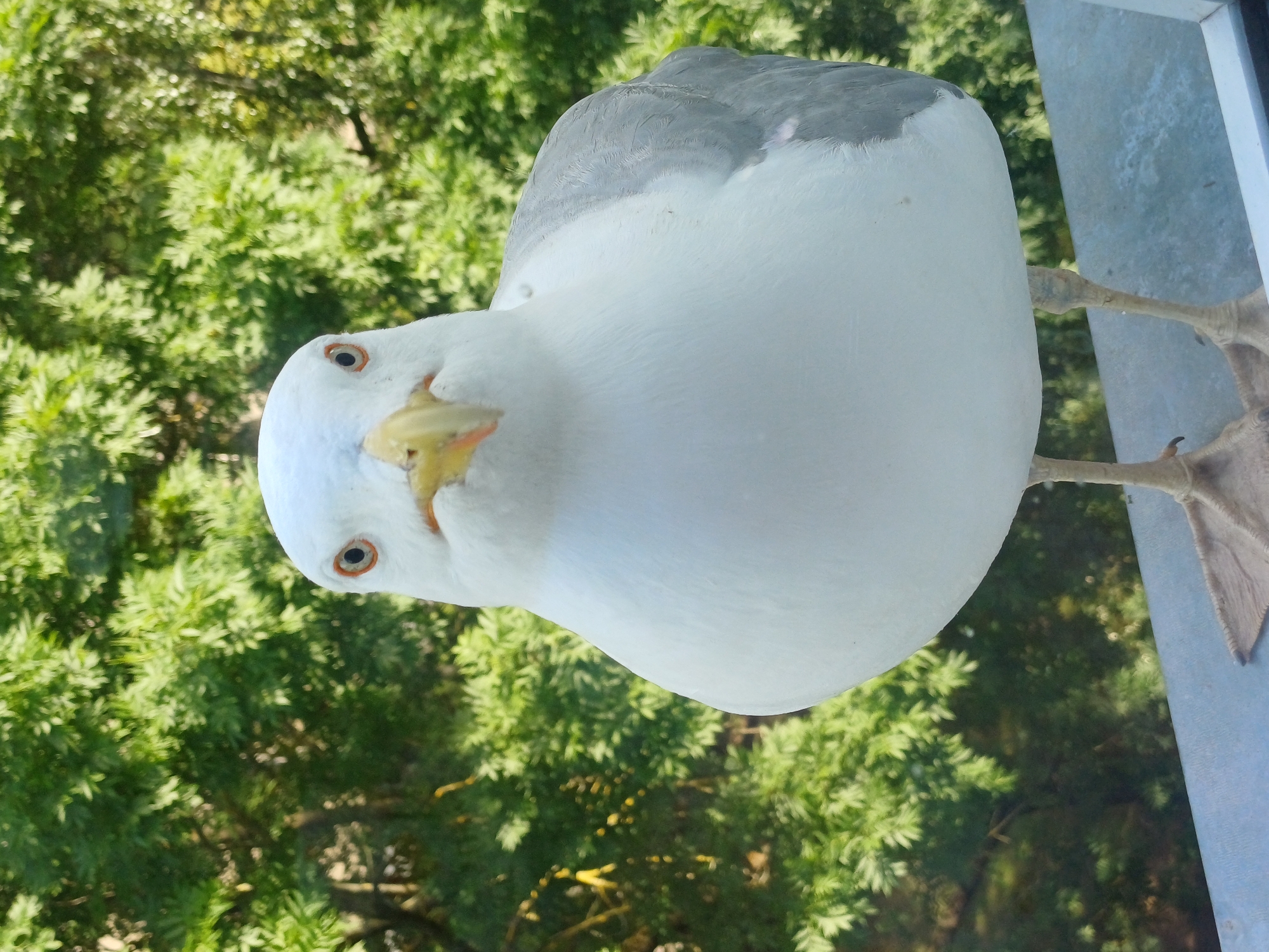 Seagull visits a Riga balcony, geraniums nearby