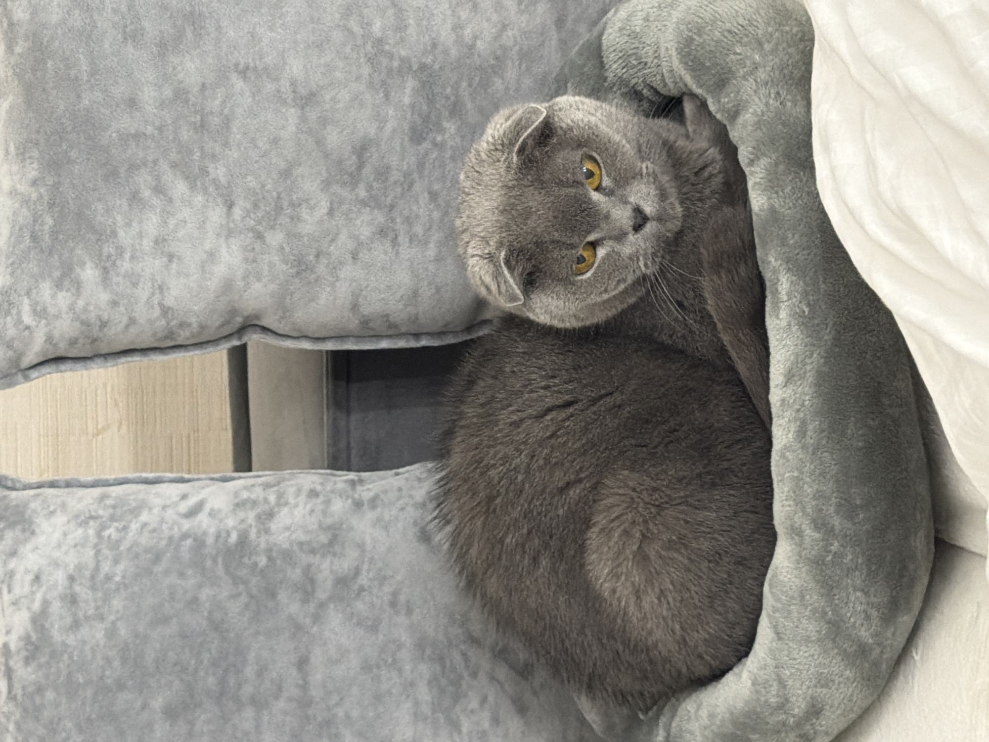 Scottish Fold cat photographed in cat tree in Russia