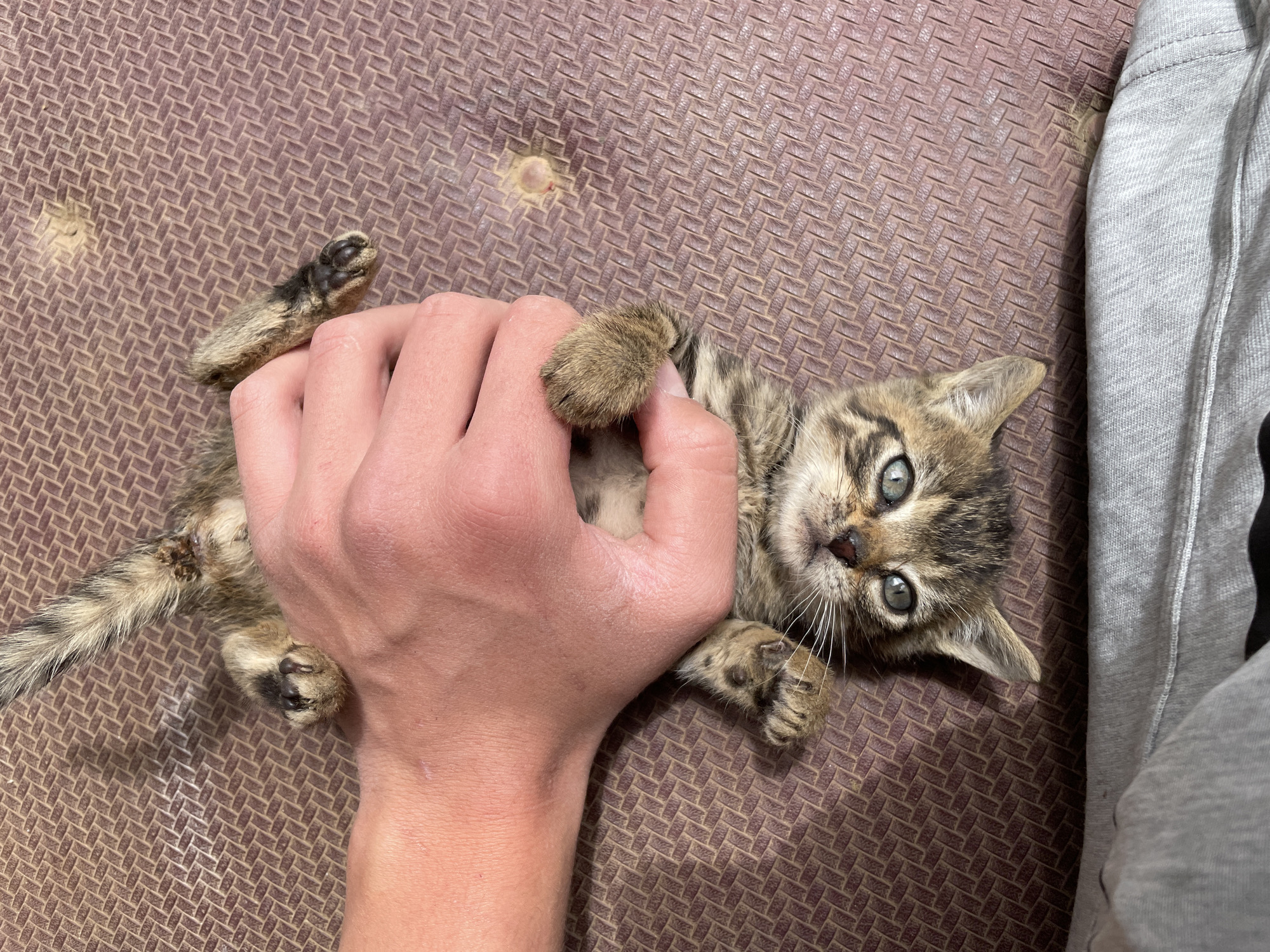 Person plays with tabby kitten outdoors in Bulgarian town