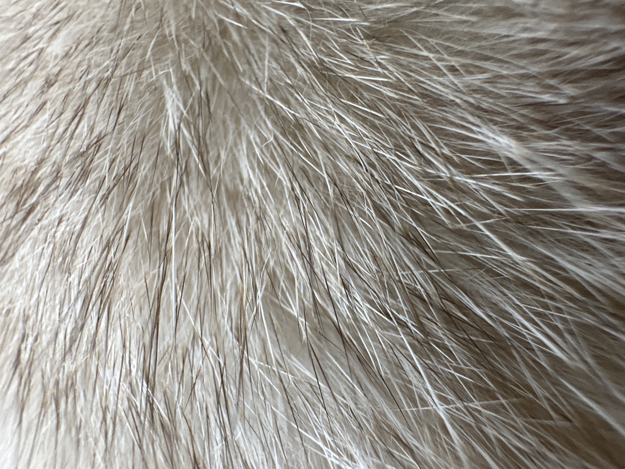 Cat resting on herringbone fabric captured in detailed close-ups
