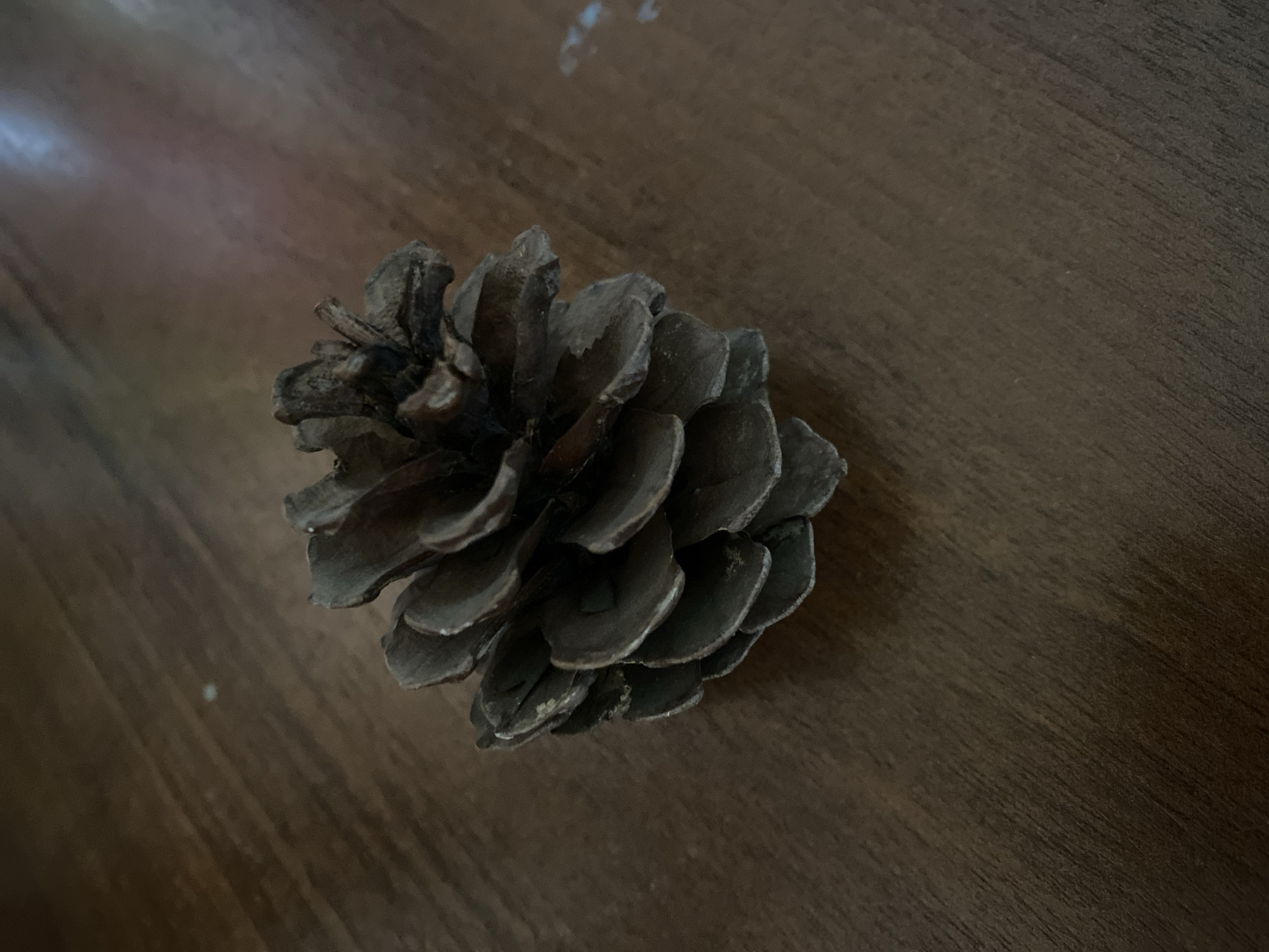 Botanical details: cones, catkins, and a ficus by the window