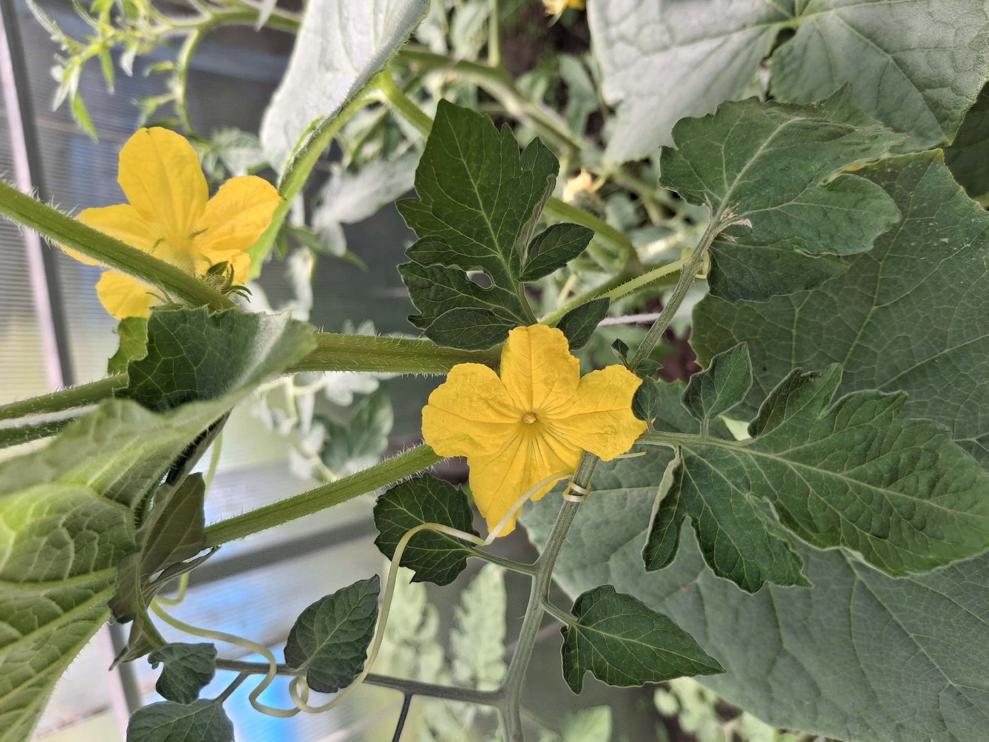Backyard garden morning in Ogre, Latvia
