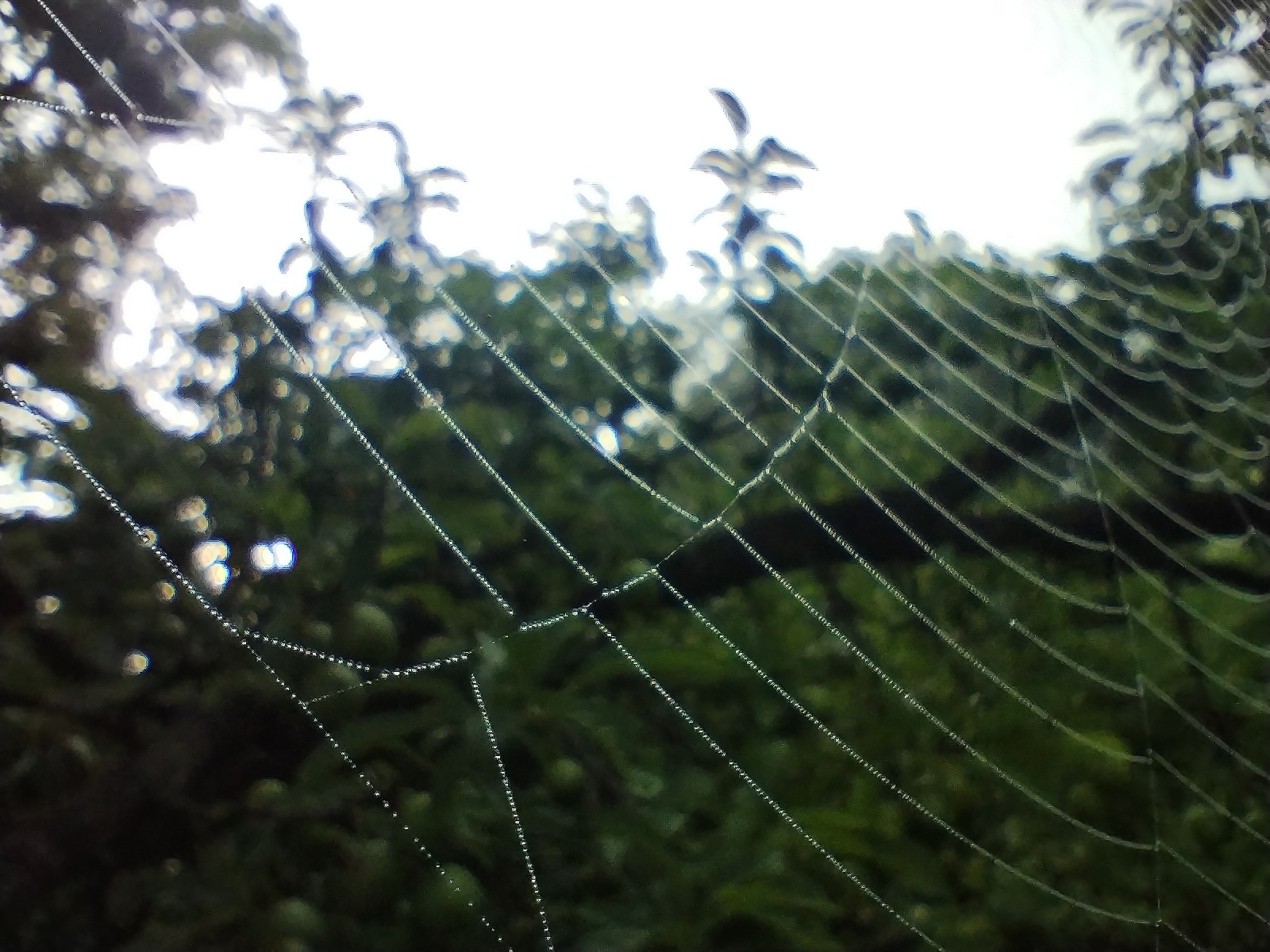 Early morning dew and fog documented in Yambol, Bulgaria