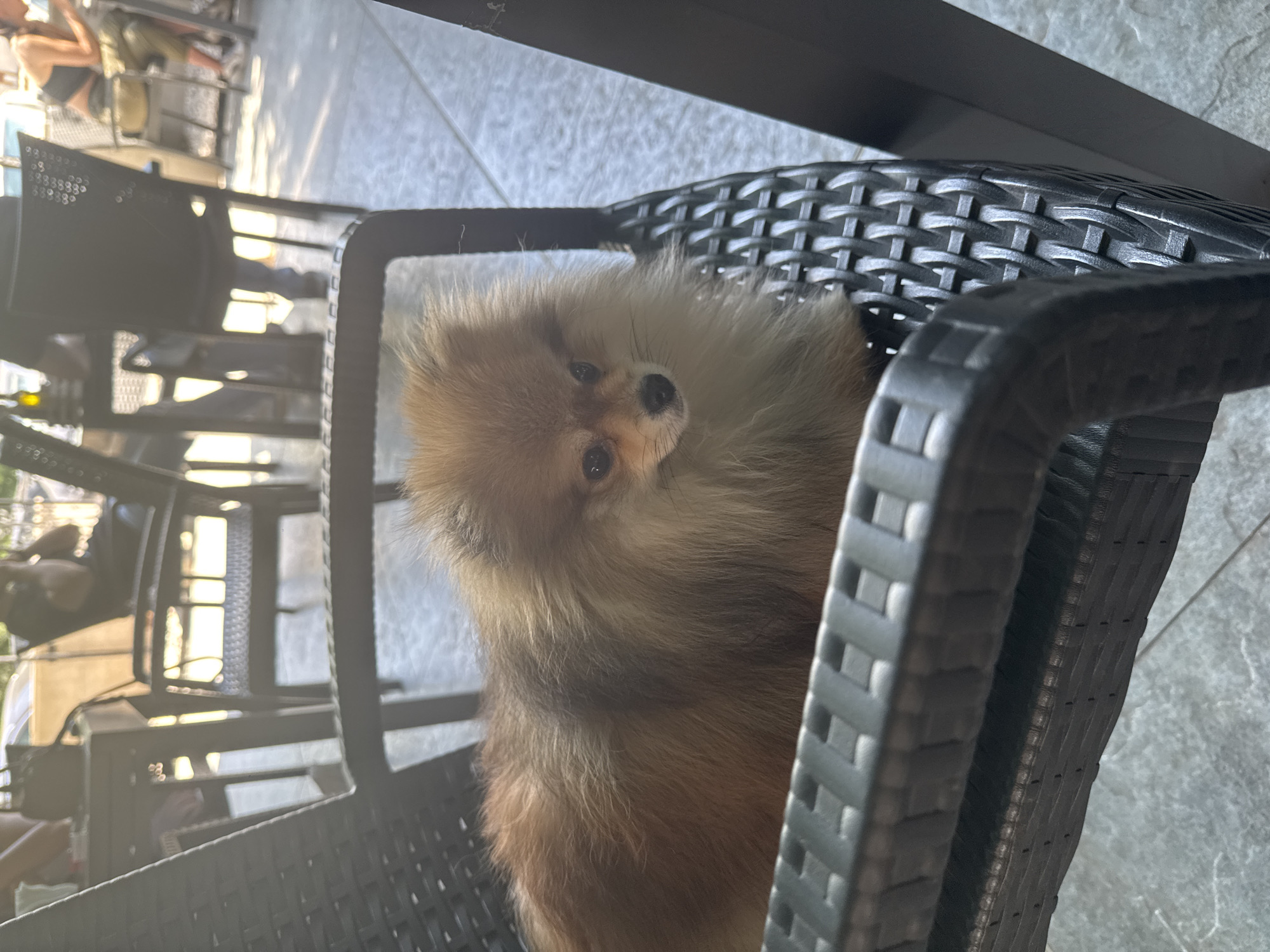 Pomeranian dog sits on chair at Sofia outdoor cafe