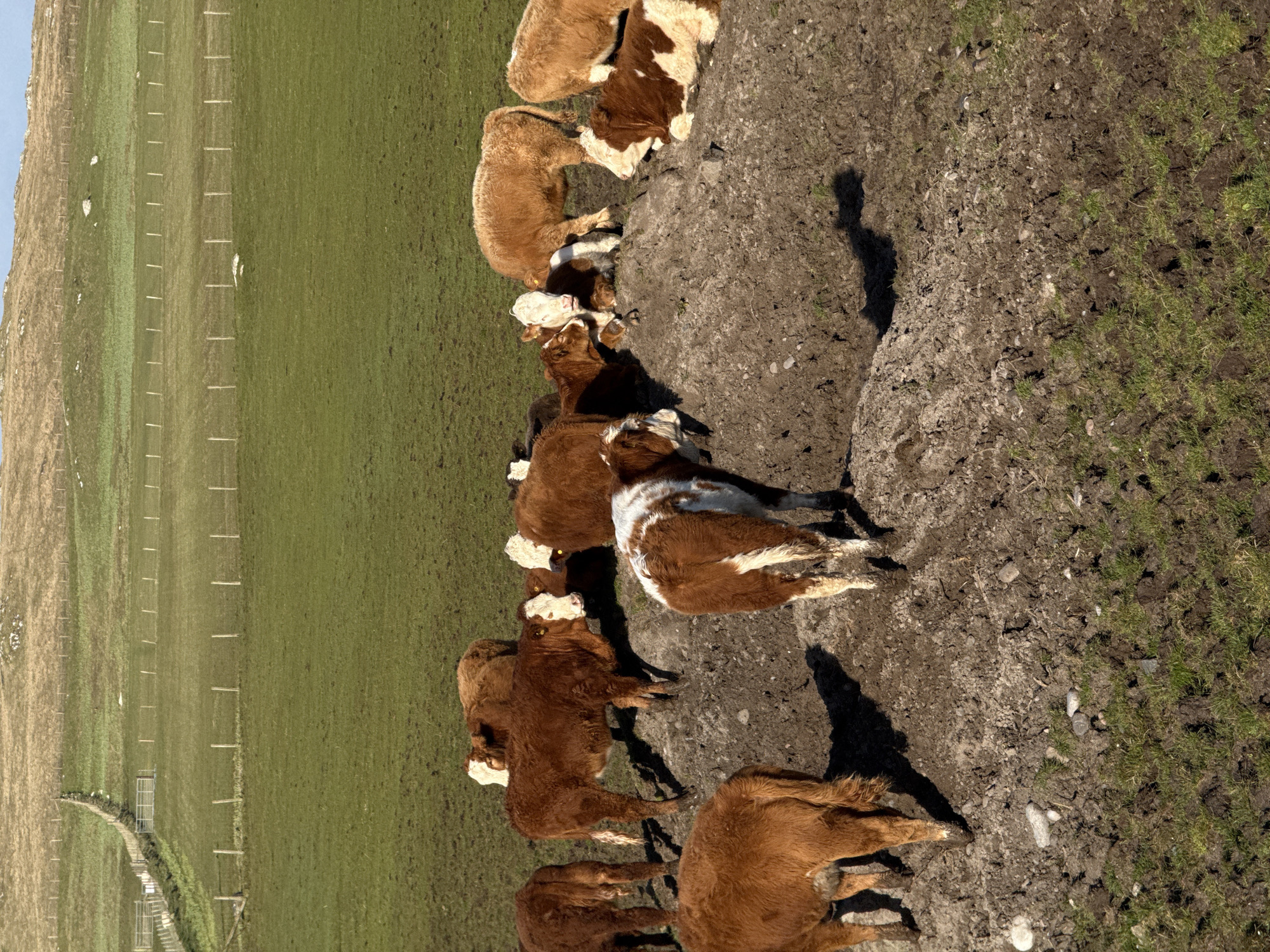 Cattle herd gathers near muddy patch on hillside pasture
