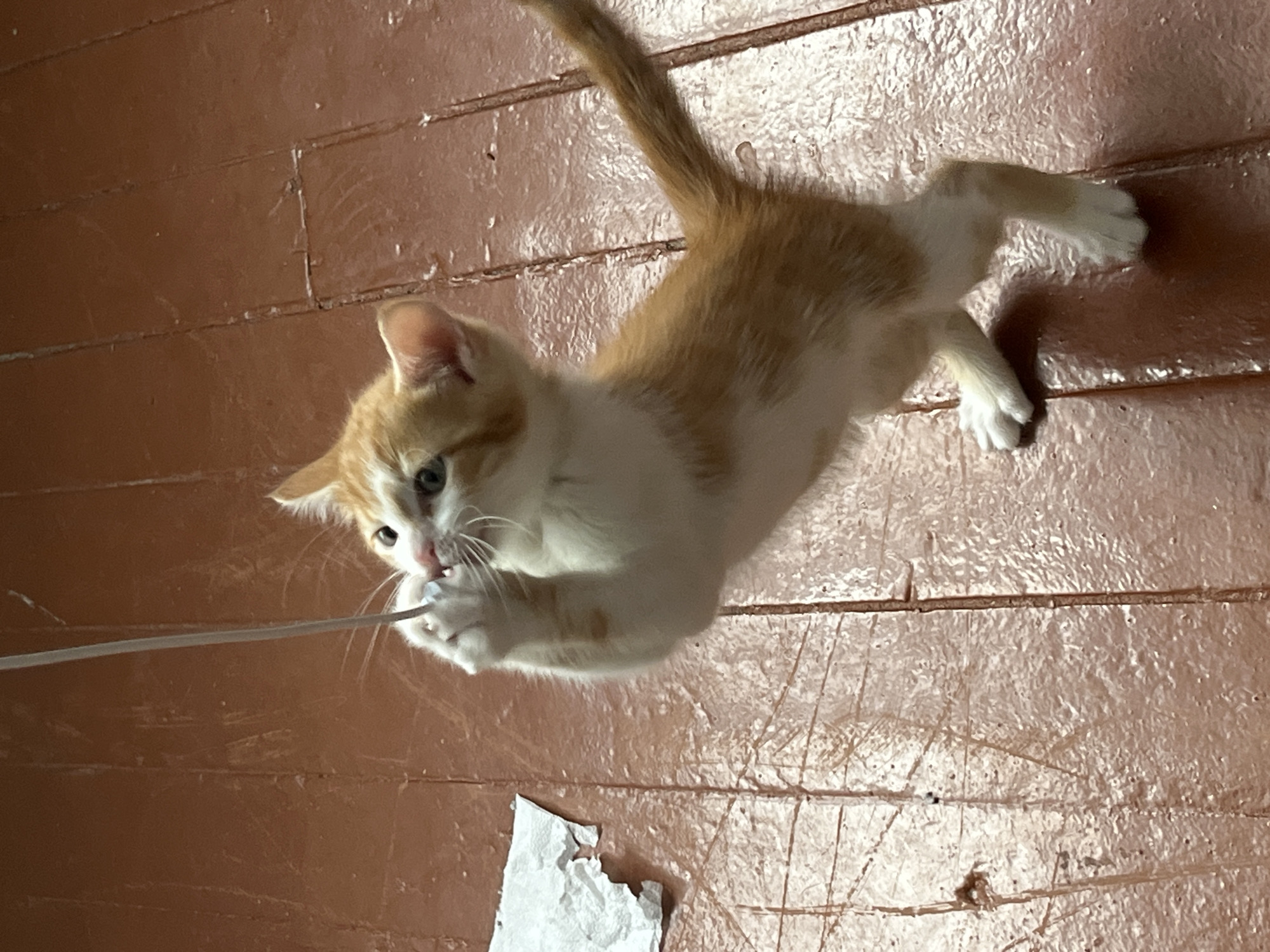 Kitten explores a bedroom in Svietlahorsk, Belarus