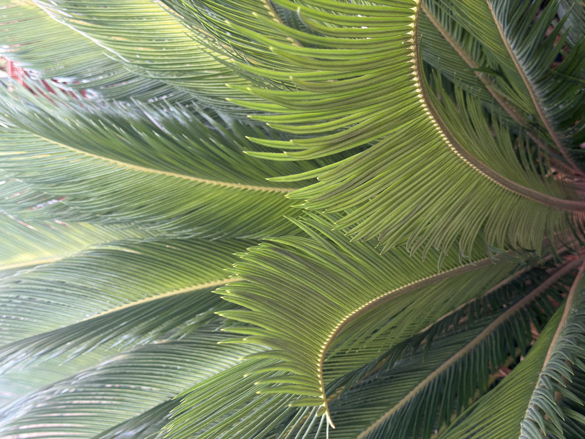 Rome home: curious cat, tropical plants, lemons, and kitchen moments