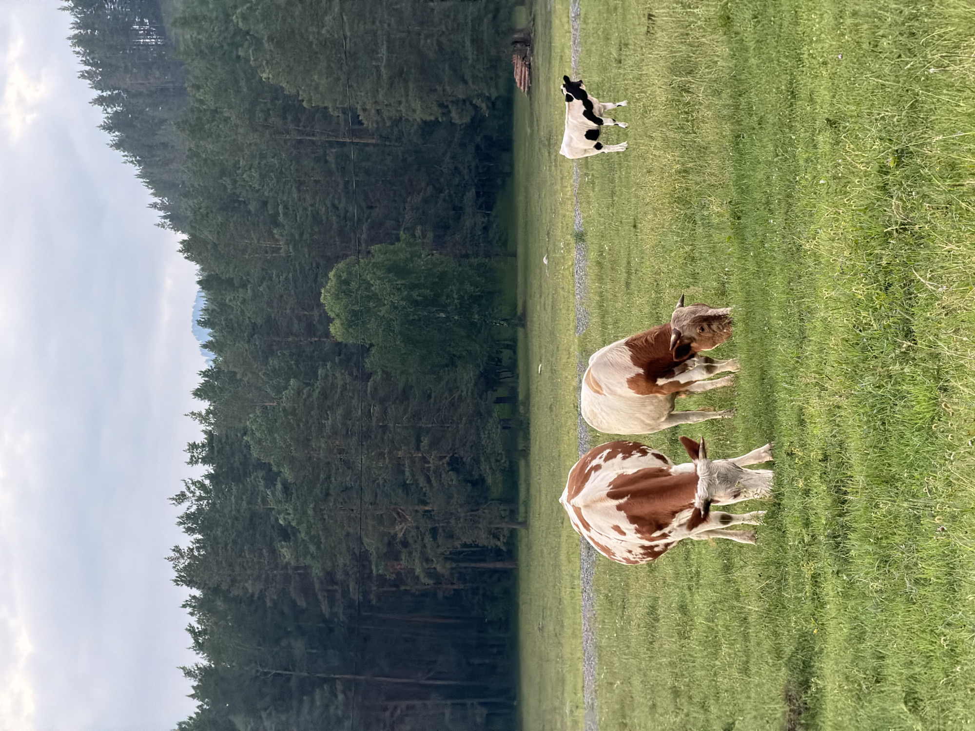 Cows and a foal at dusk in rural Askat, Russia