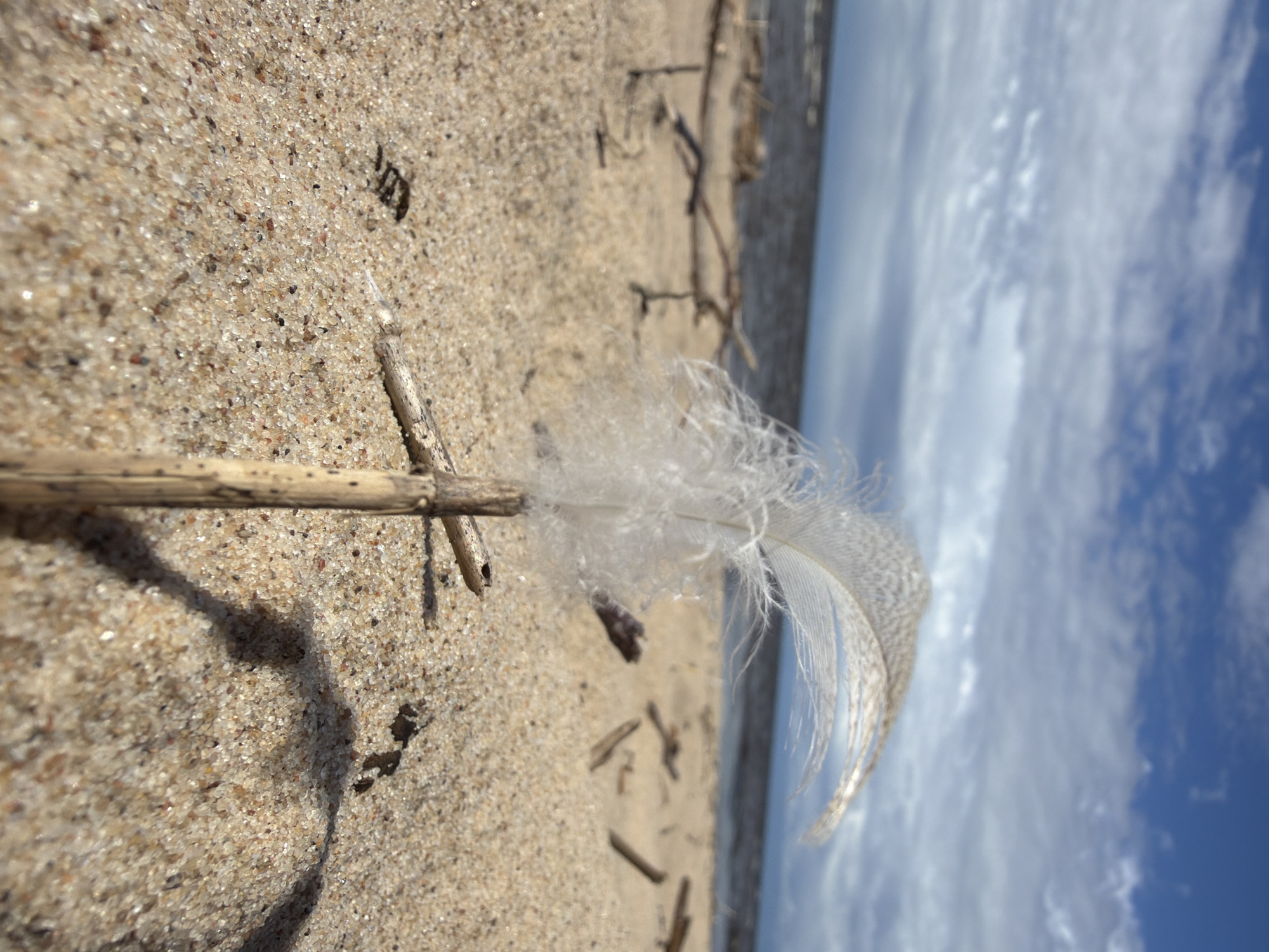 Small beach finds and shoreline scenes along Latvia's Gauja coast