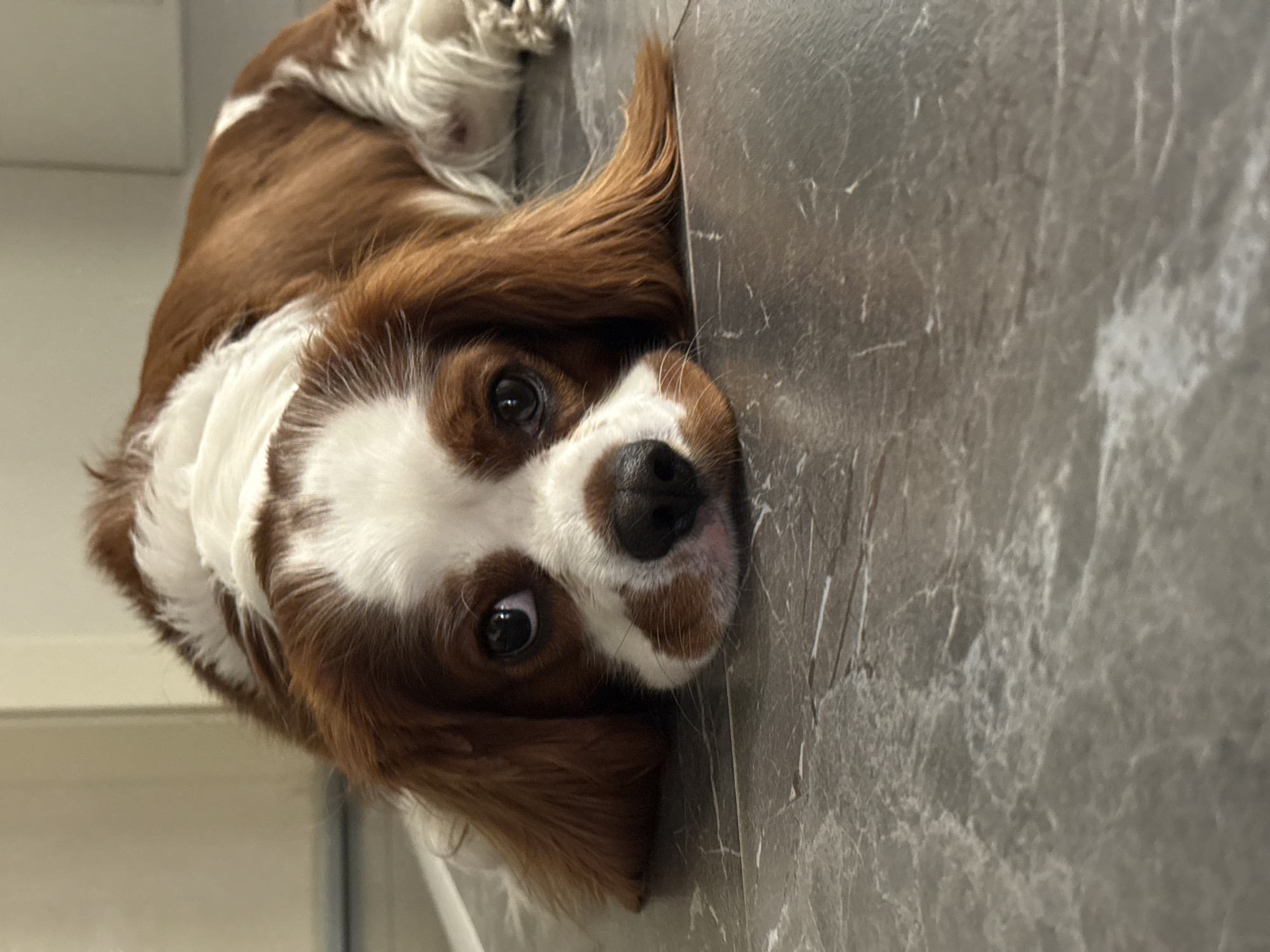 A Cavalier King Charles Spaniel's evening in Dobrich