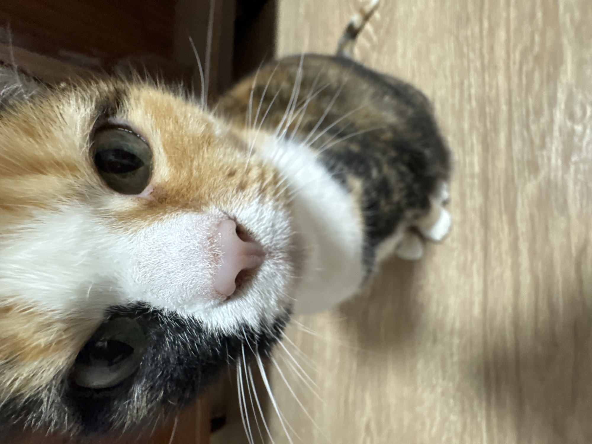 Calico cat observed in various poses on wood floor
