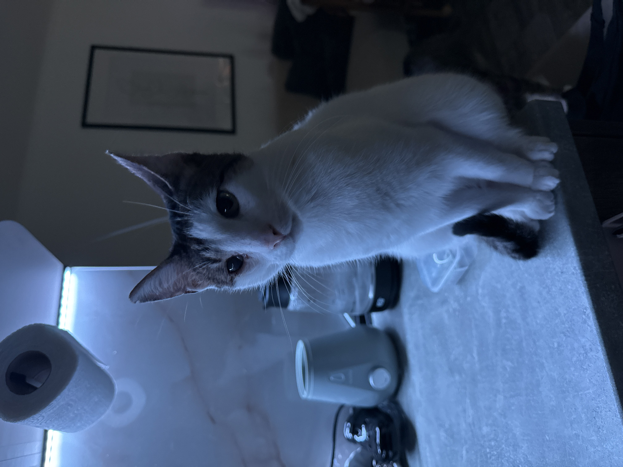 Domestic cats photographed indoors in Varna, Bulgaria
