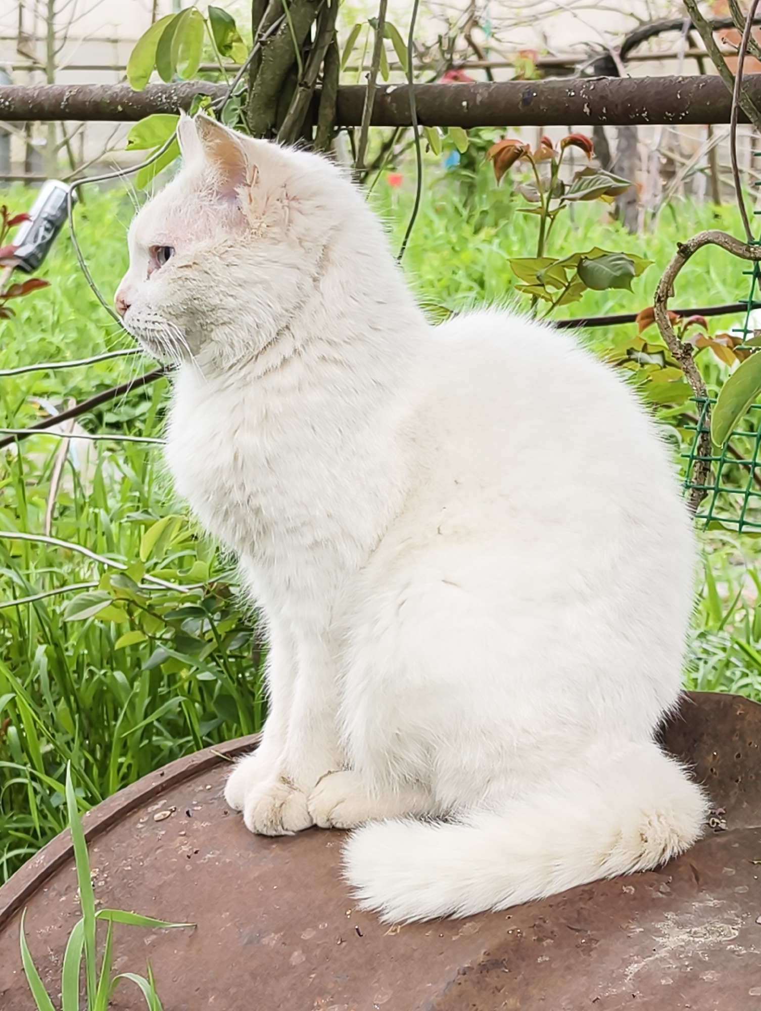 Domestic animals and spring garden scenes documented in Ilskiy