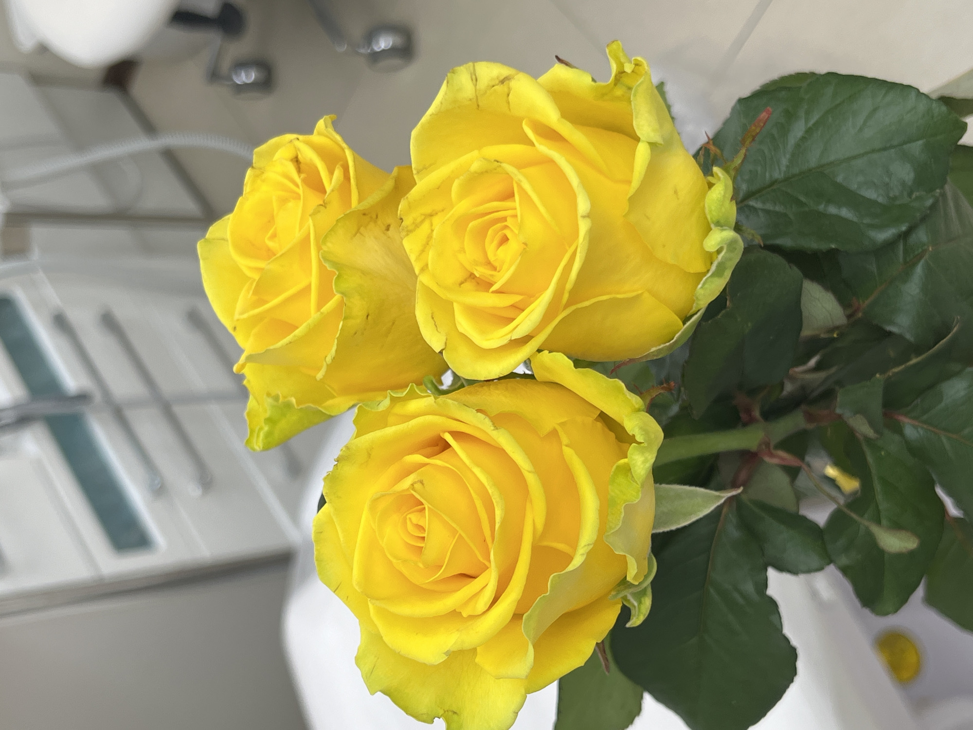 Yellow roses bloom in Neftekamsk dental office