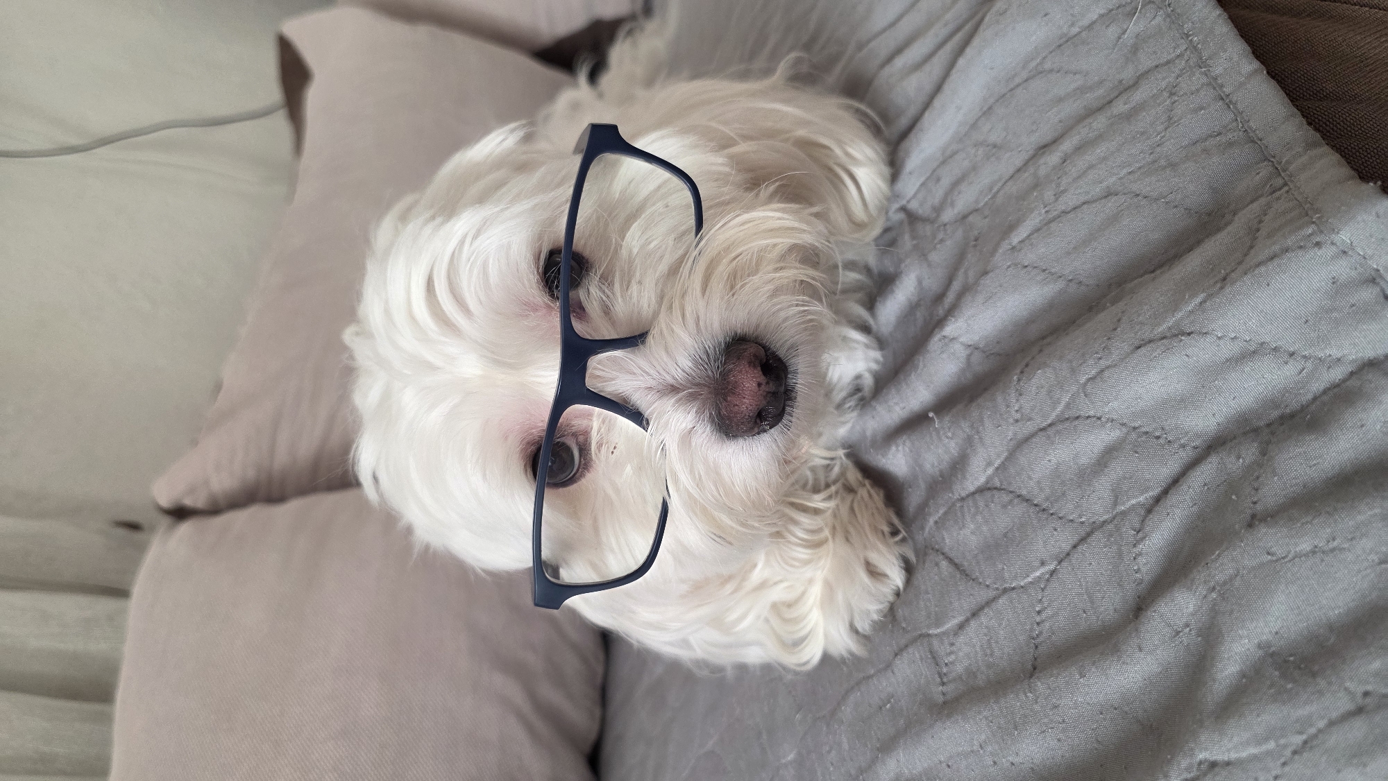 White dog rests peacefully indoors in Blagoevgrad home